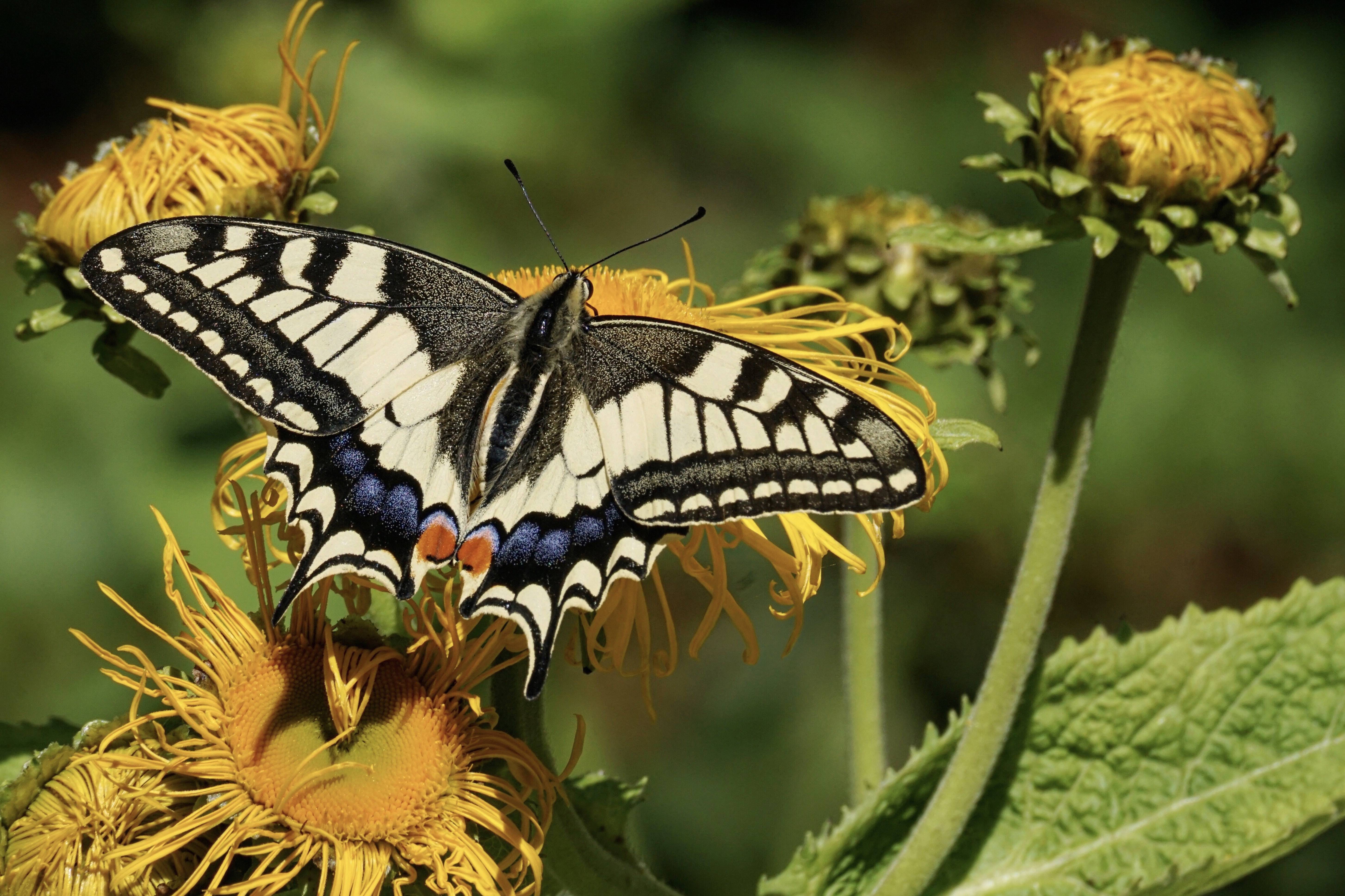 Butterfly on a yellow flower HD Wallpaper