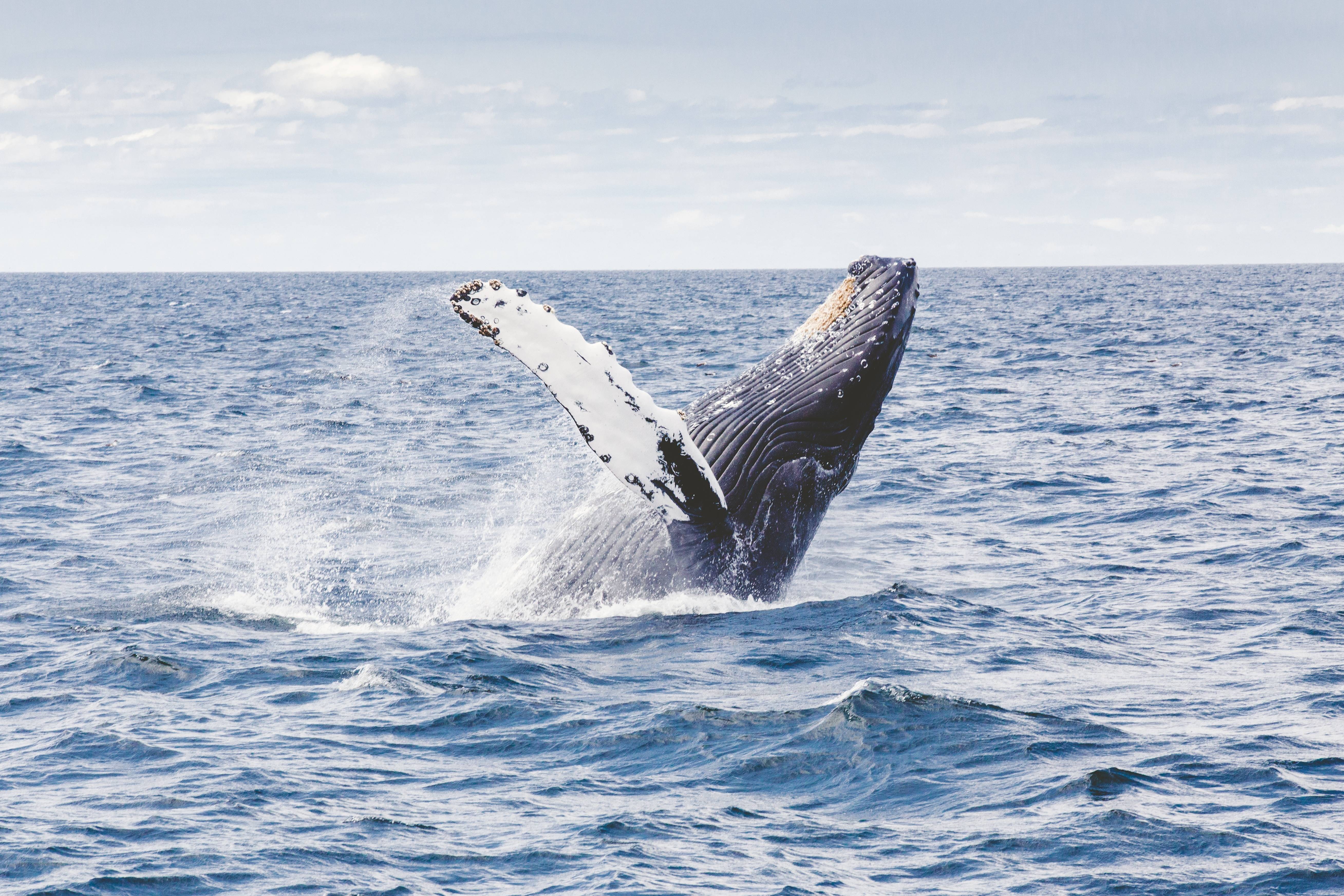 Humpback whale breaching in the ocean HD Wallpaper