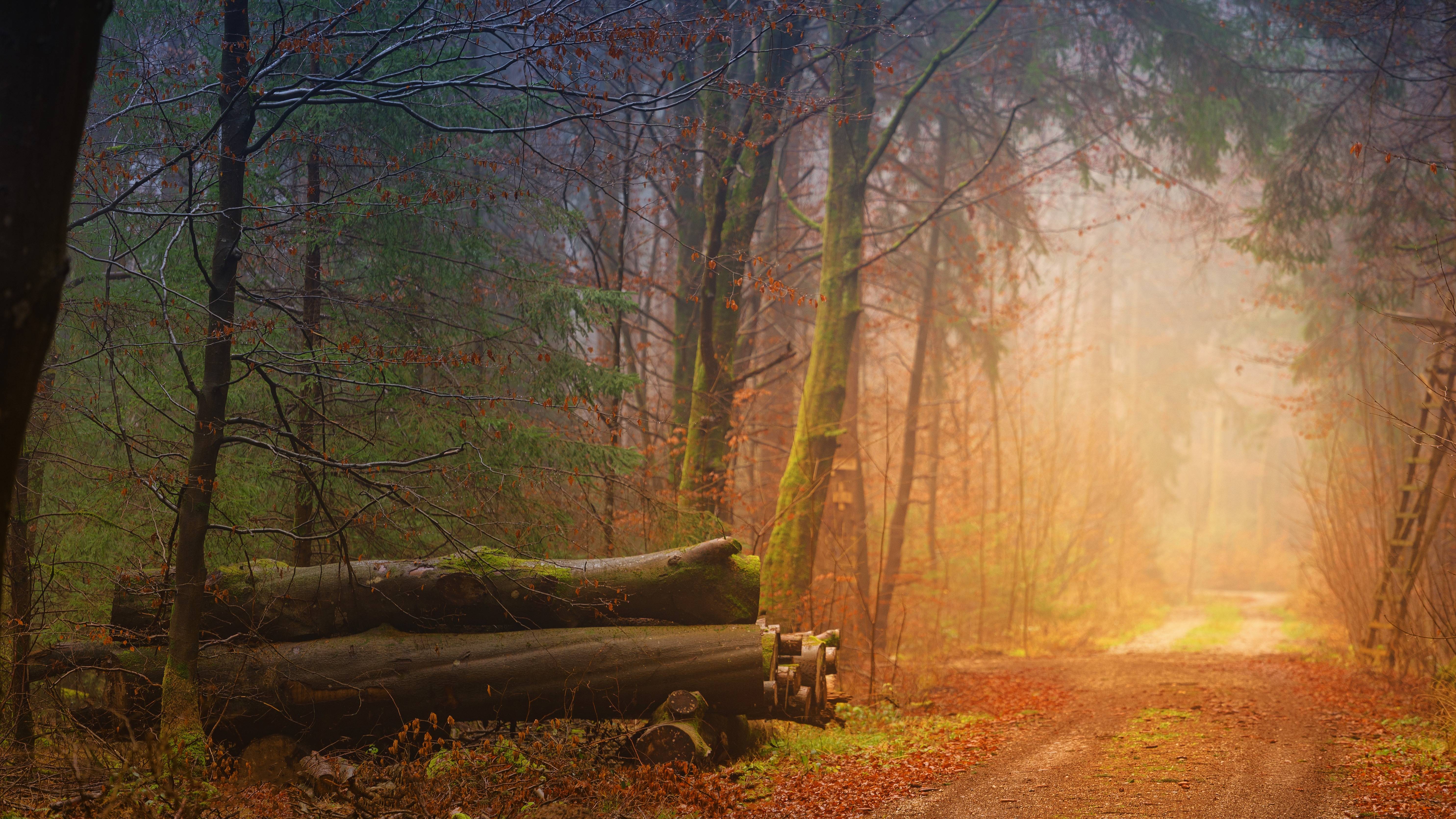 Autumn forest path with fallen logs and fog HD Wallpaper