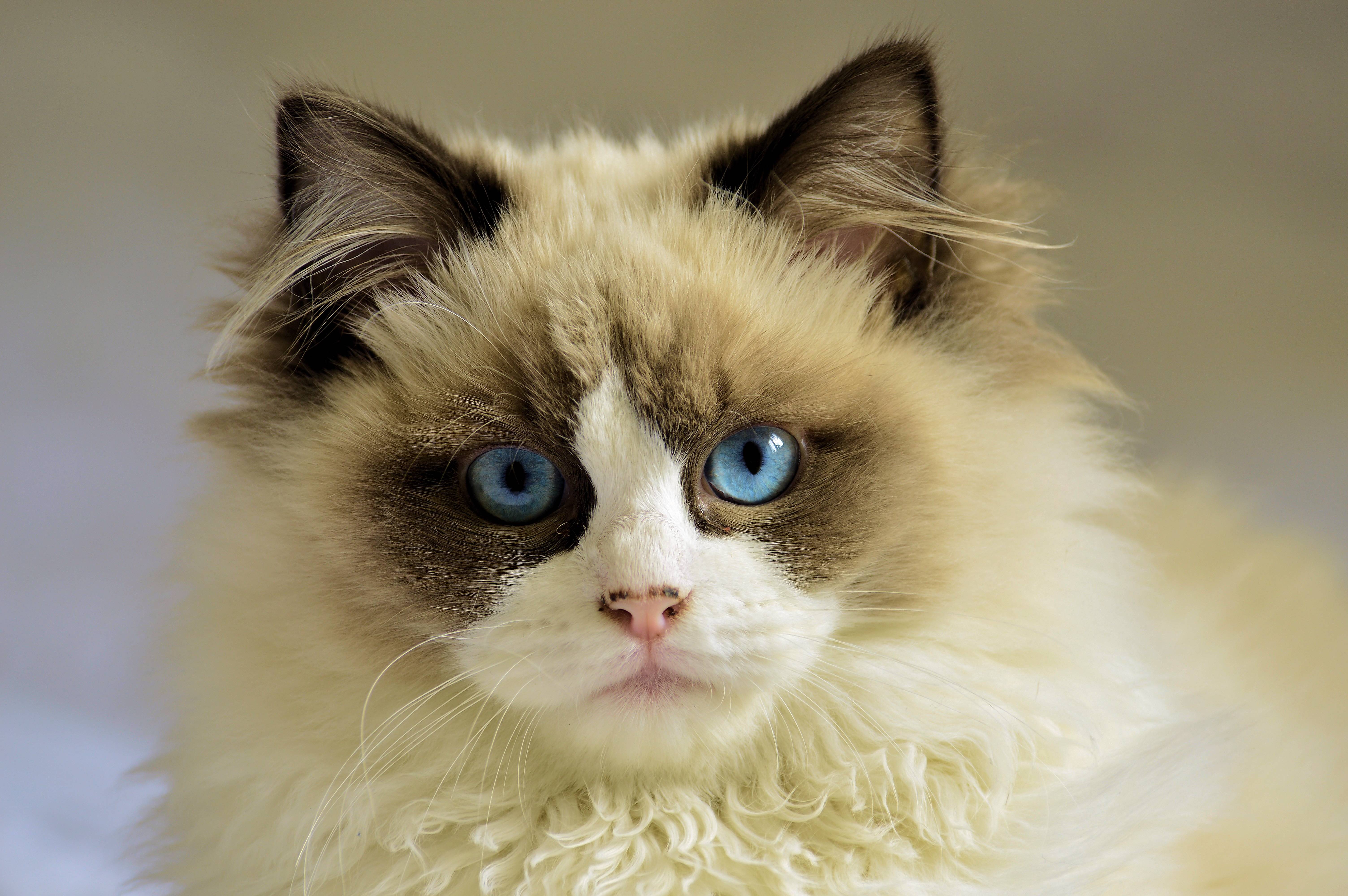 Close-up of a Ragdoll cat with blue eyes HD Wallpaper