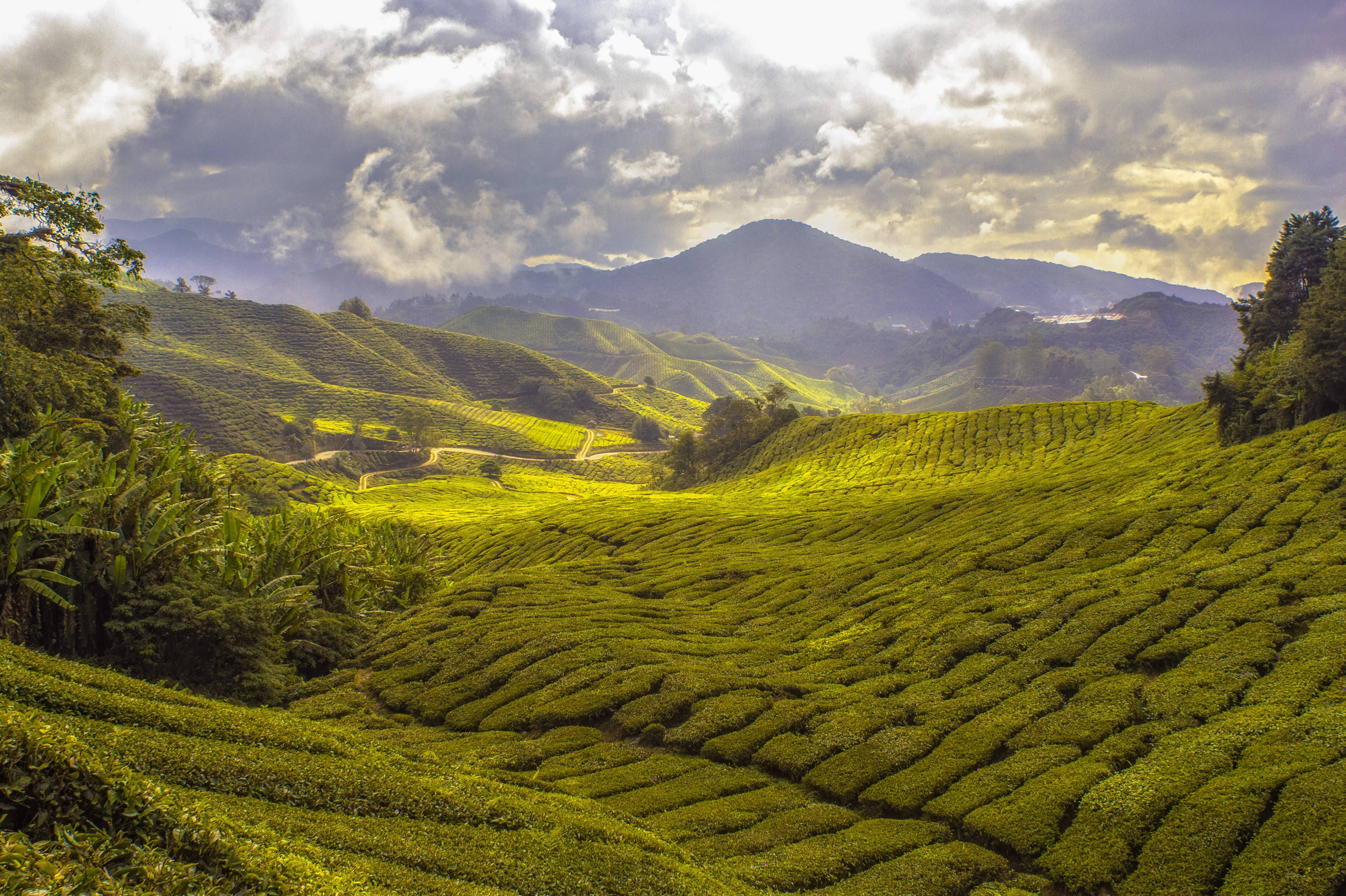 Rolling green tea plantations under a cloudy sky HD Wallpaper