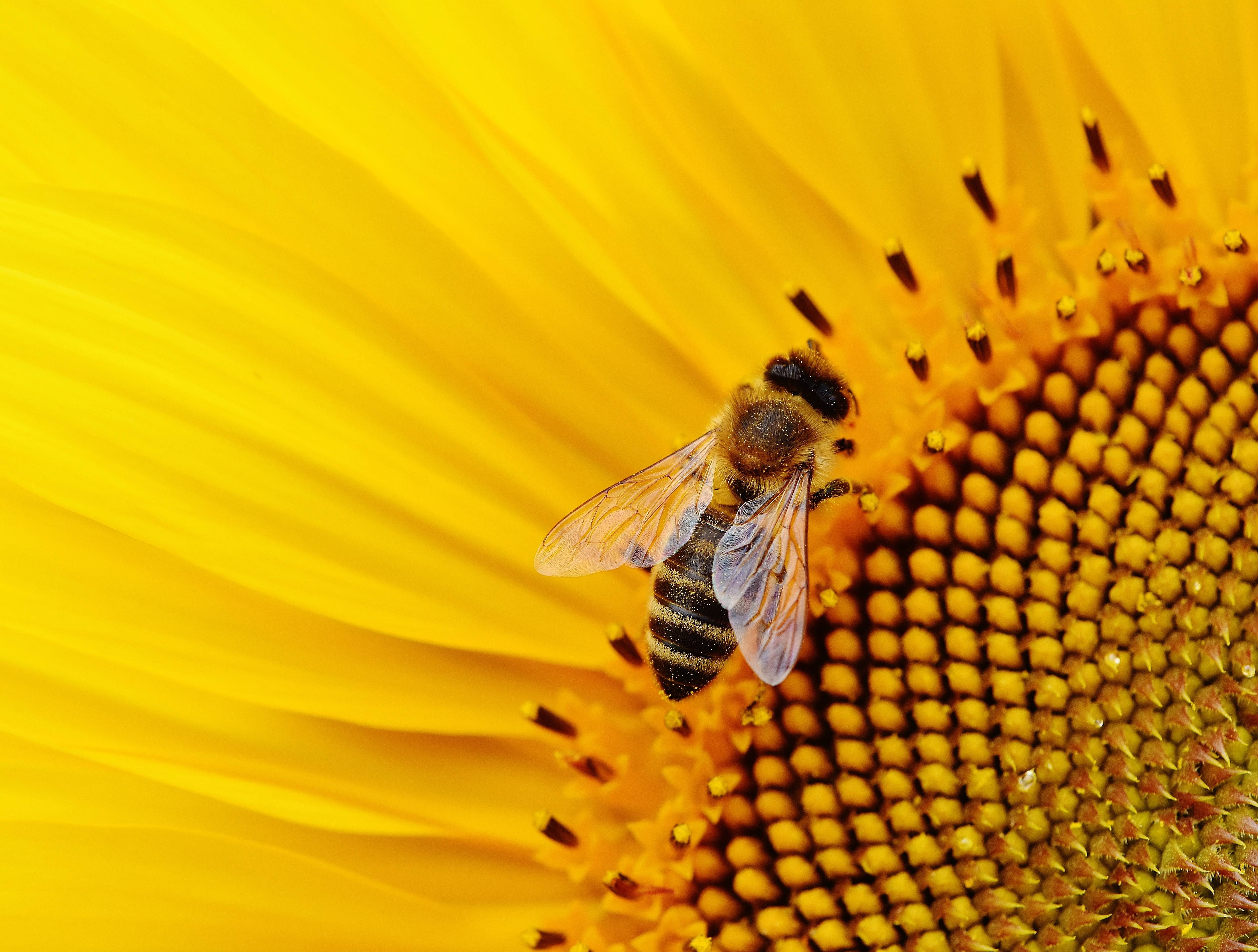 A bee on a bright yellow sunflower HD Wallpaper