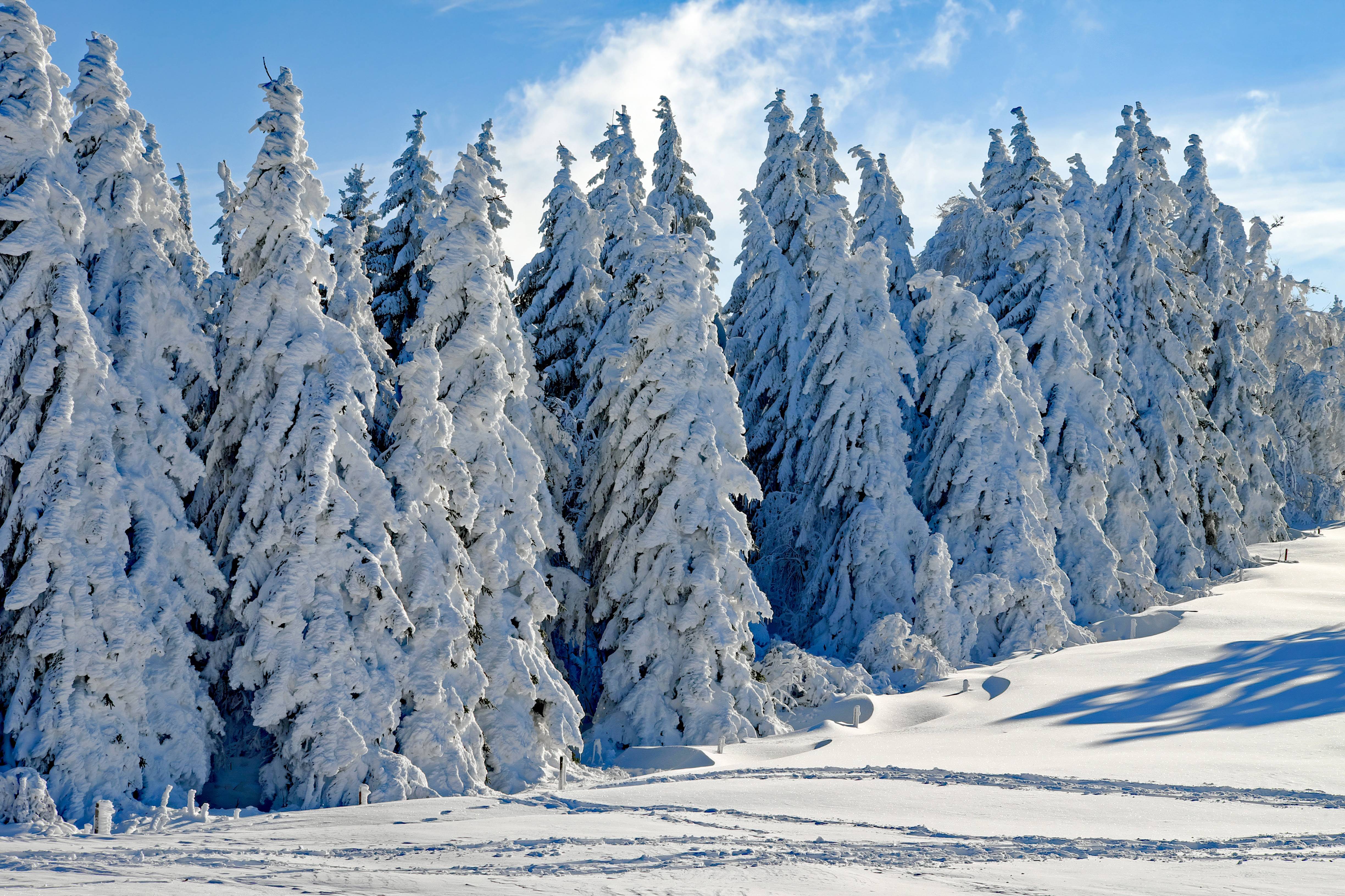 Snow-covered fir trees in a winter forest HD Wallpaper