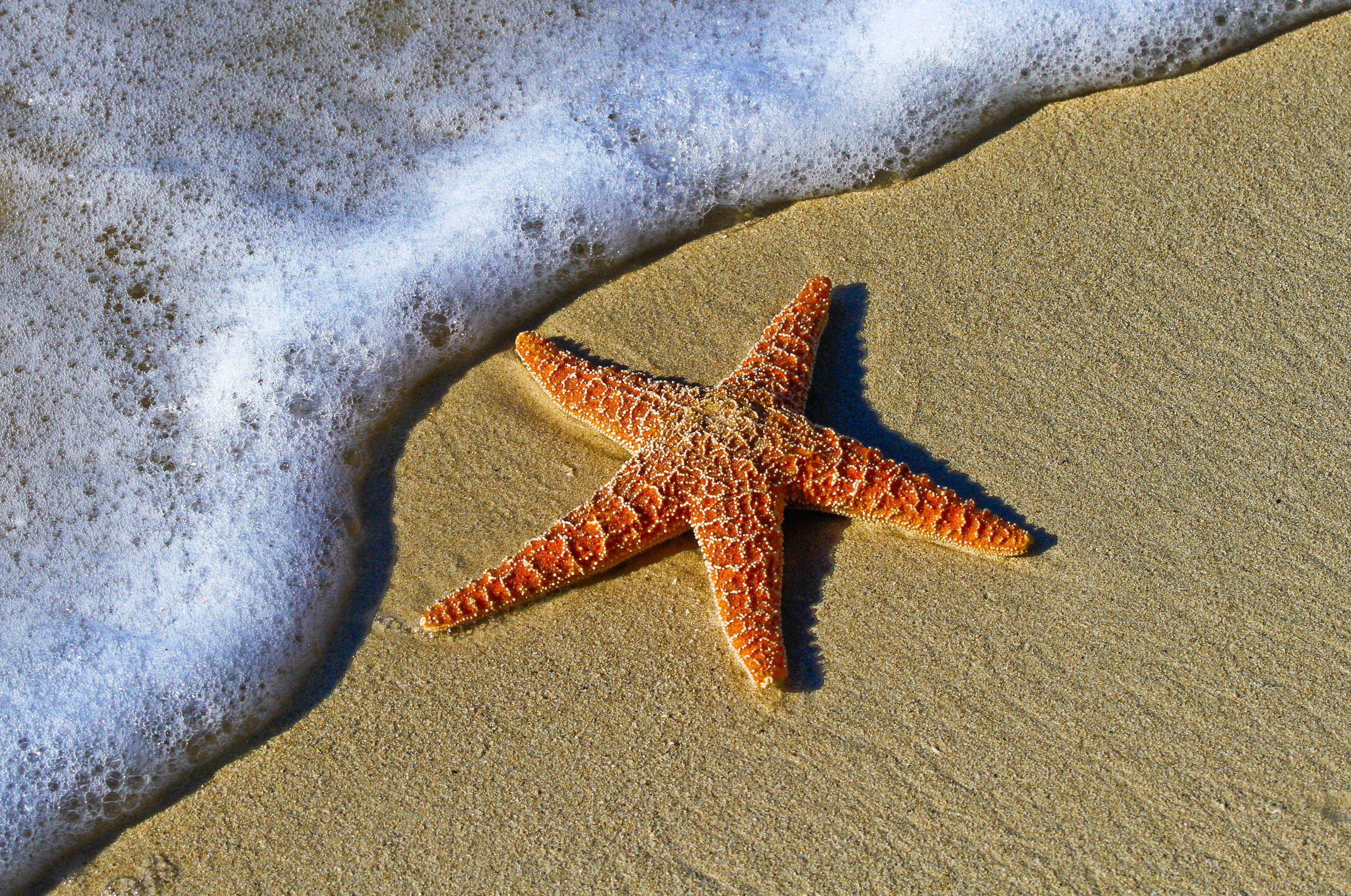 Orange starfish on a sandy beach with ocean foam HD Wallpaper