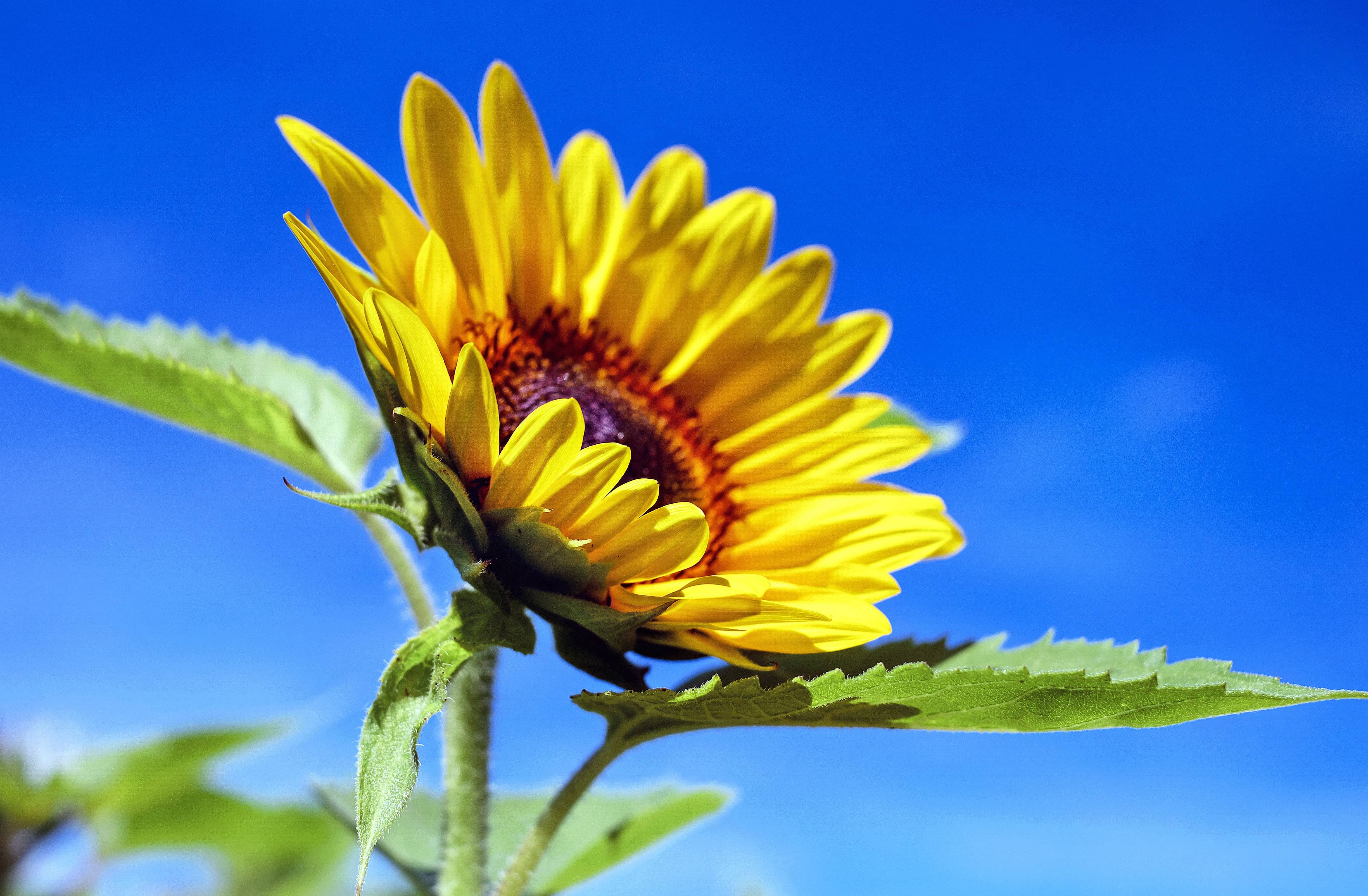 Close-up of a yellow sunflower against a blue sky HD Wallpaper