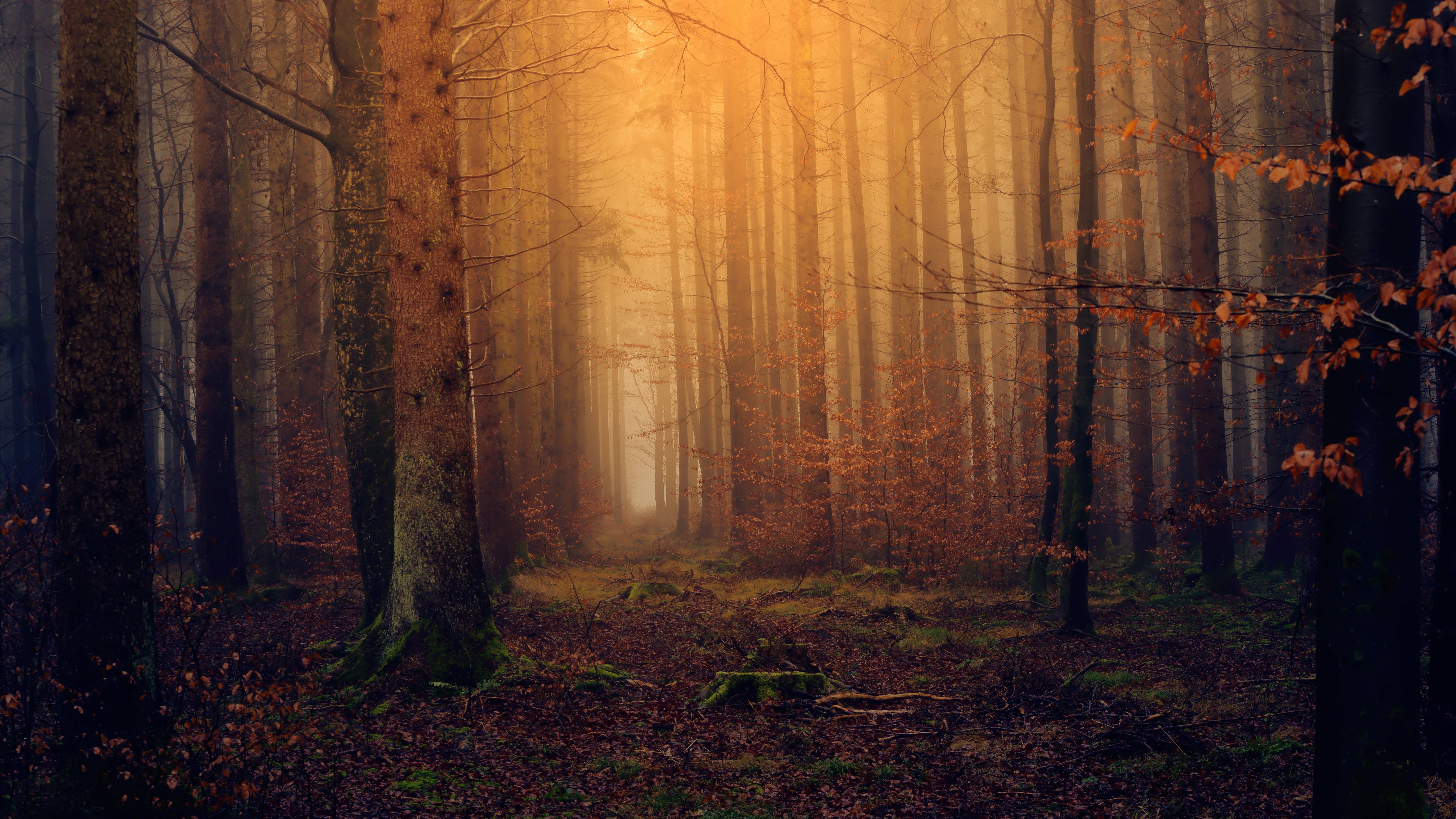Misty forest with golden light filtering through trees HD Wallpaper