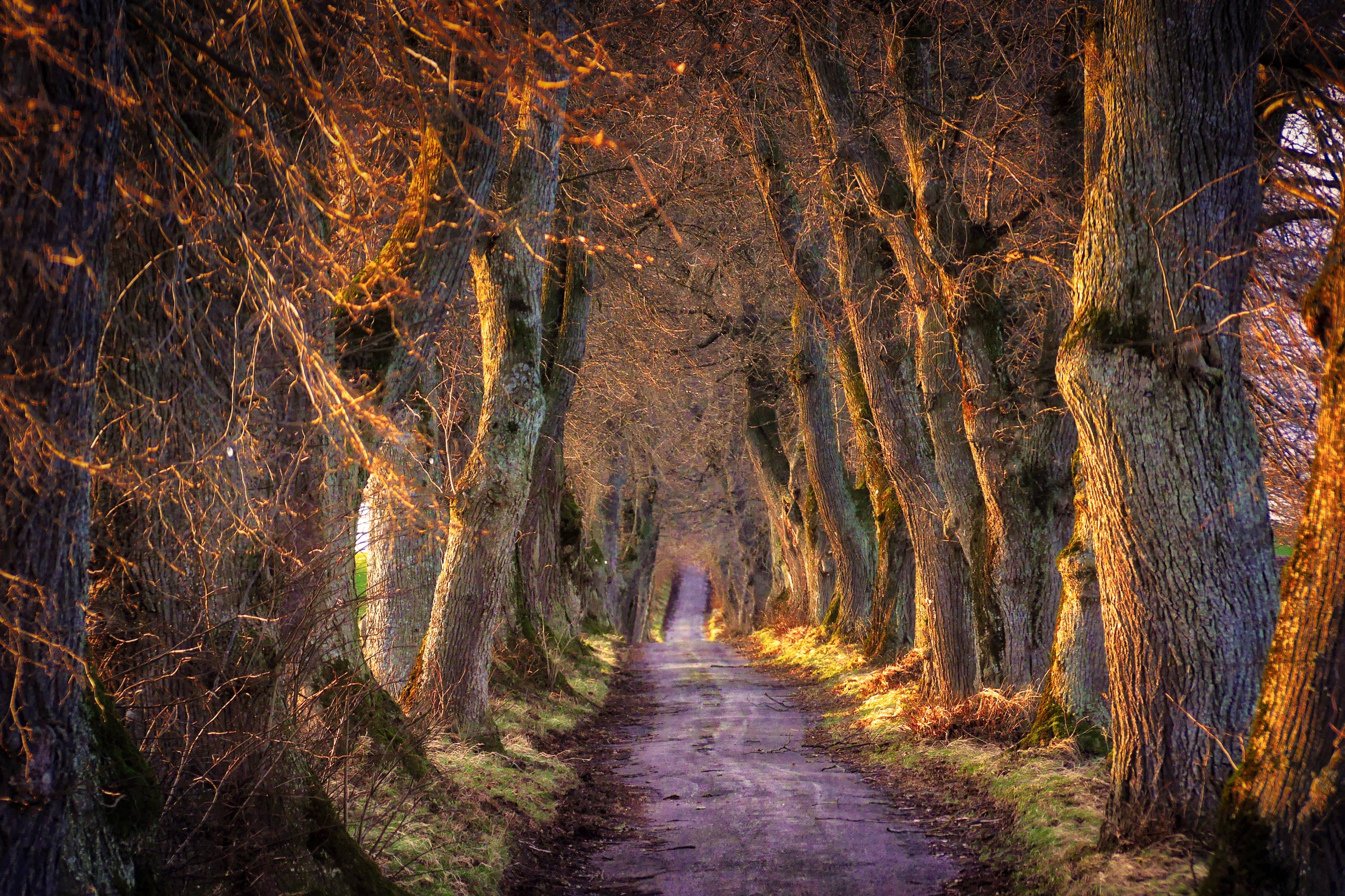 Tree-lined avenue with sunlight filtering through branches HD Wallpaper