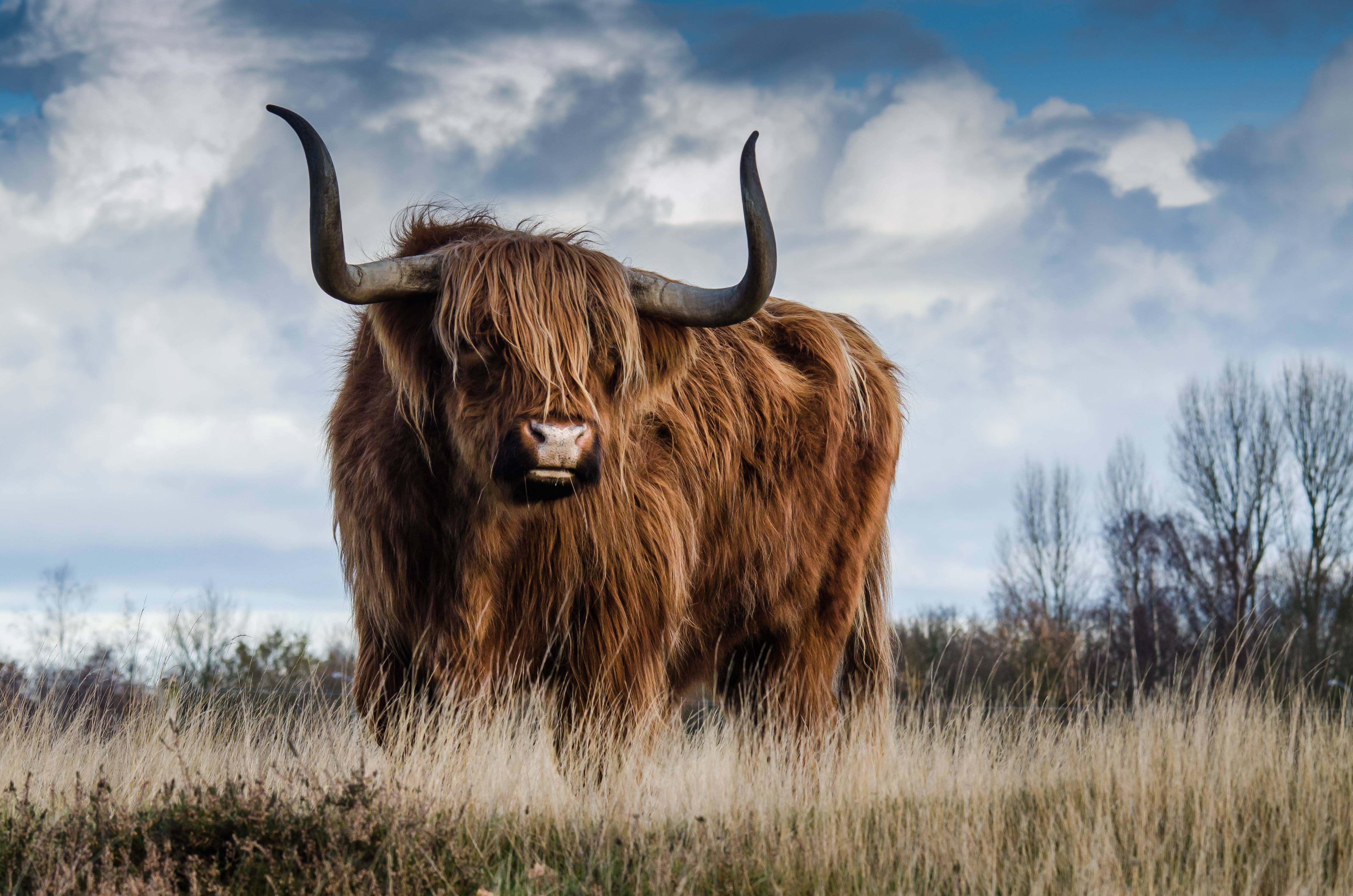 Highland cattle standing in a field HD Wallpaper