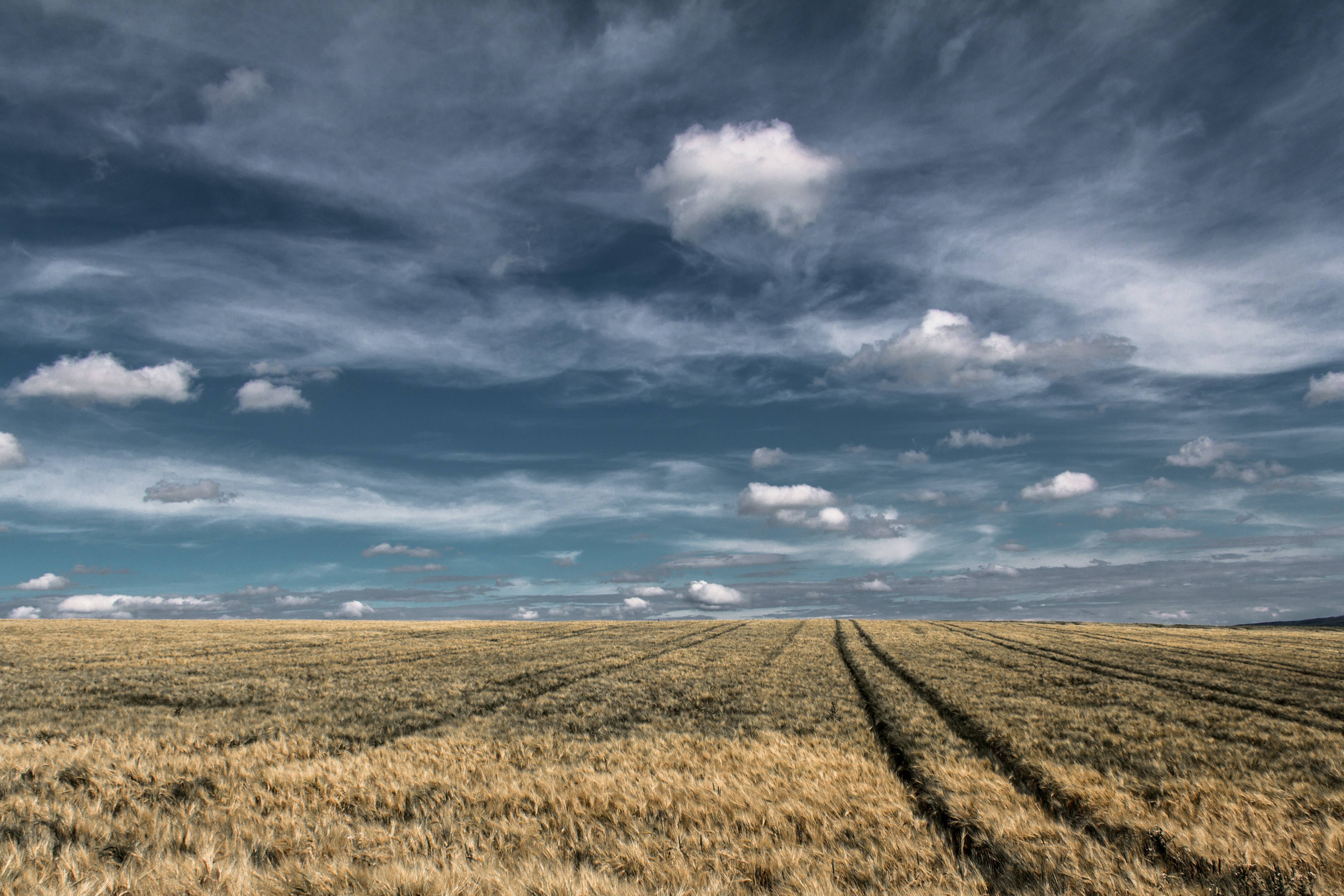 Wheat field under a cloudy sky HD Wallpaper