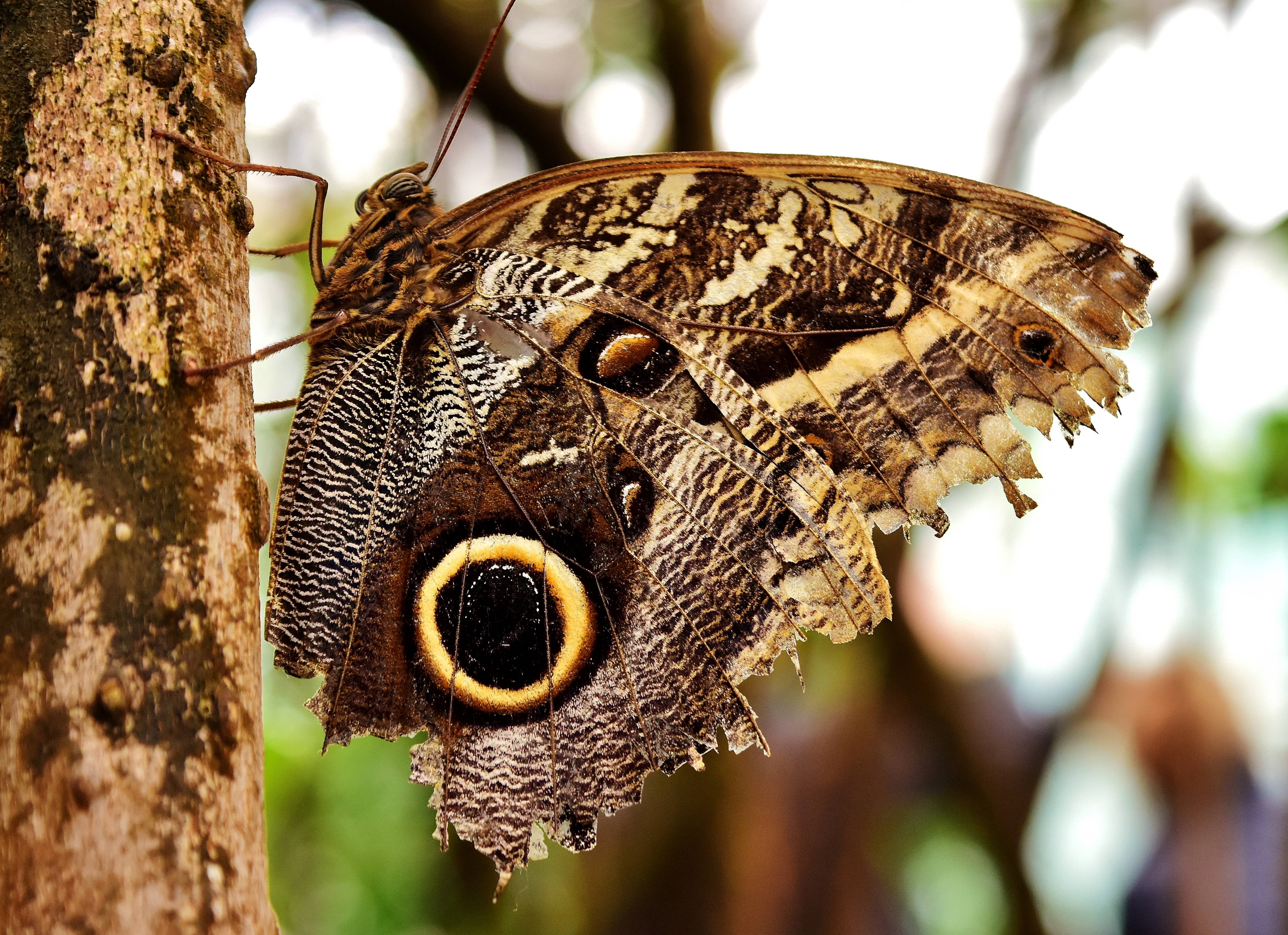 Owl butterfly with eye spot on tree bark HD Wallpaper