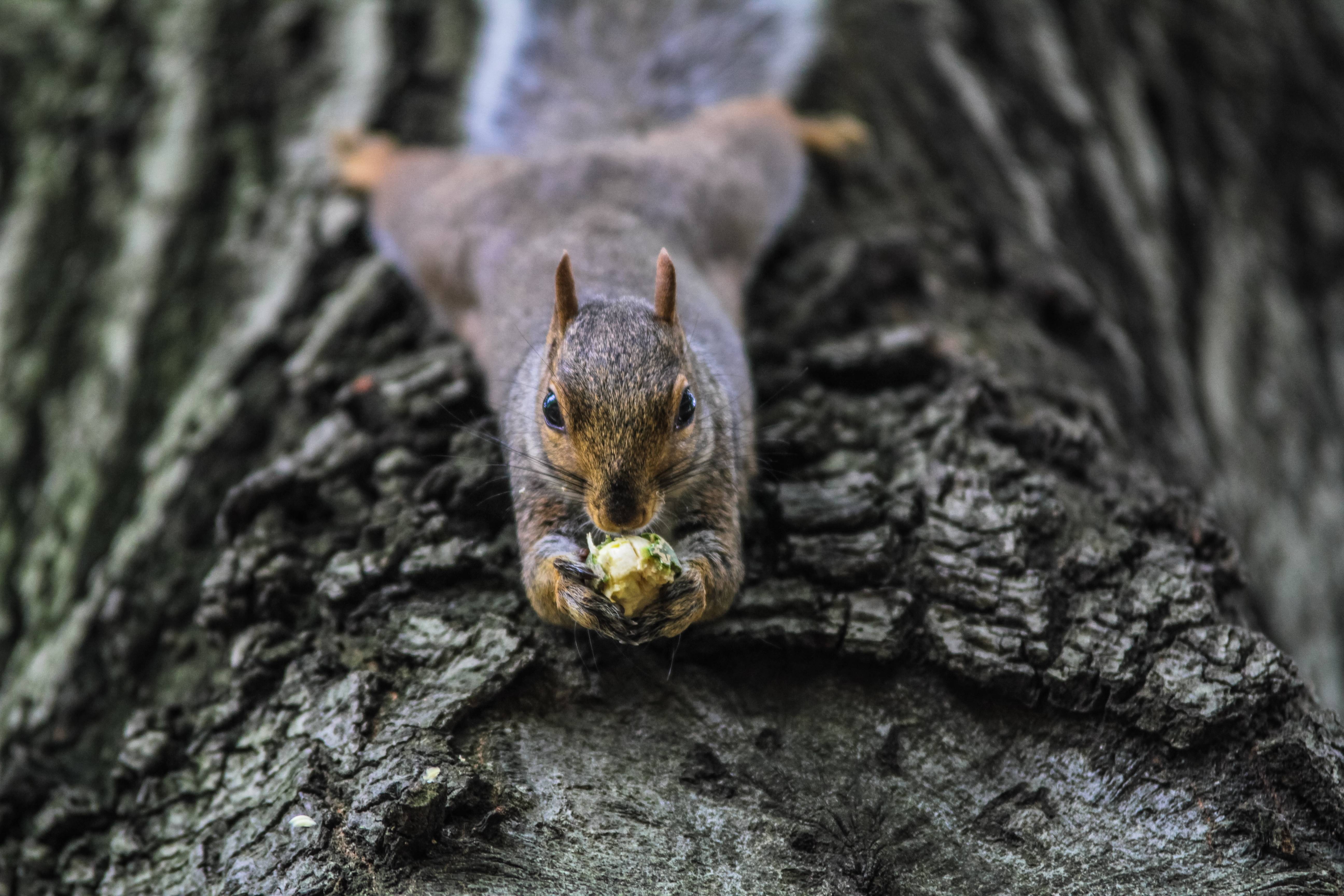 Squirrel eating a nut on a tree HD Wallpaper