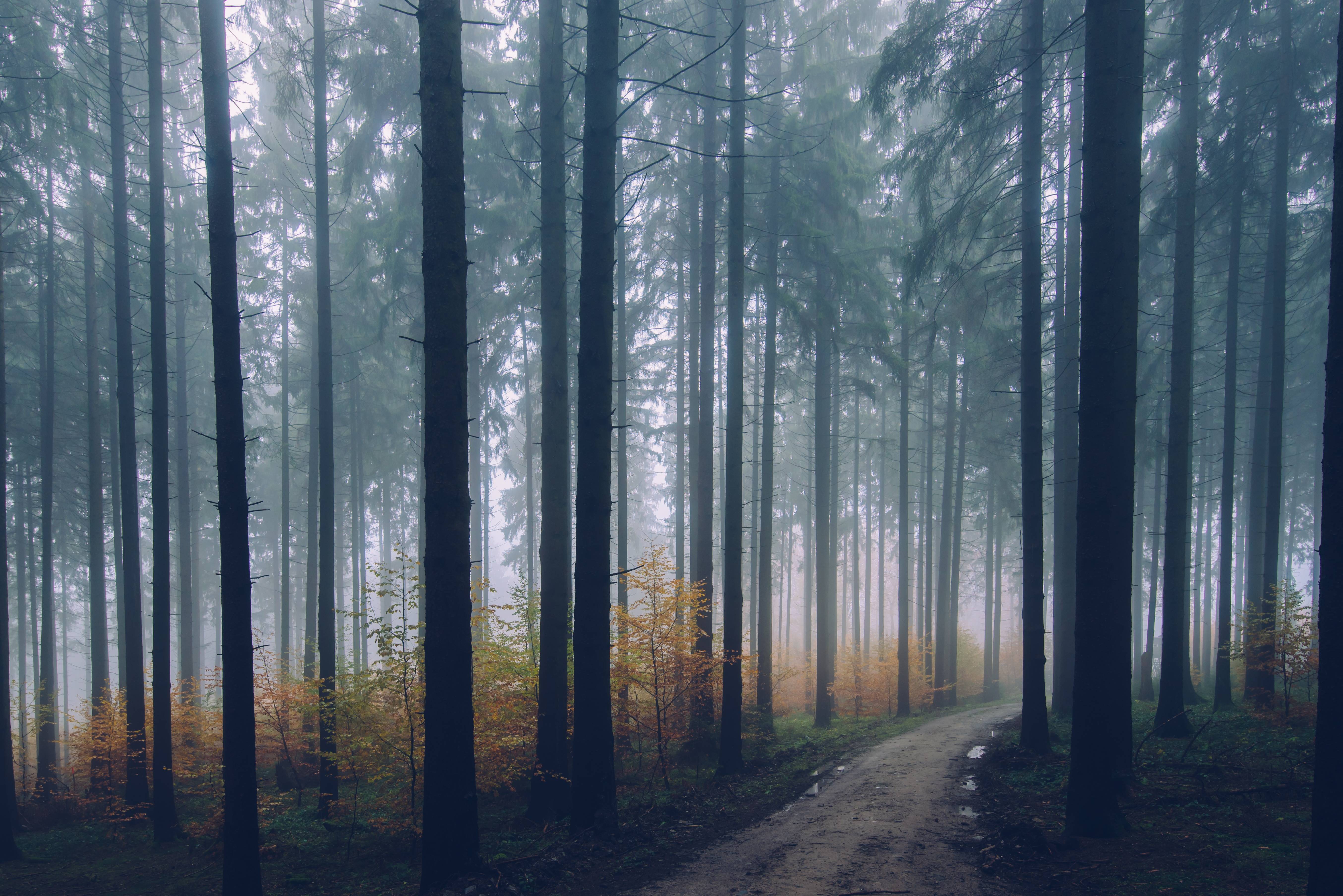 A foggy path through a conifer forest in fall HD Wallpaper