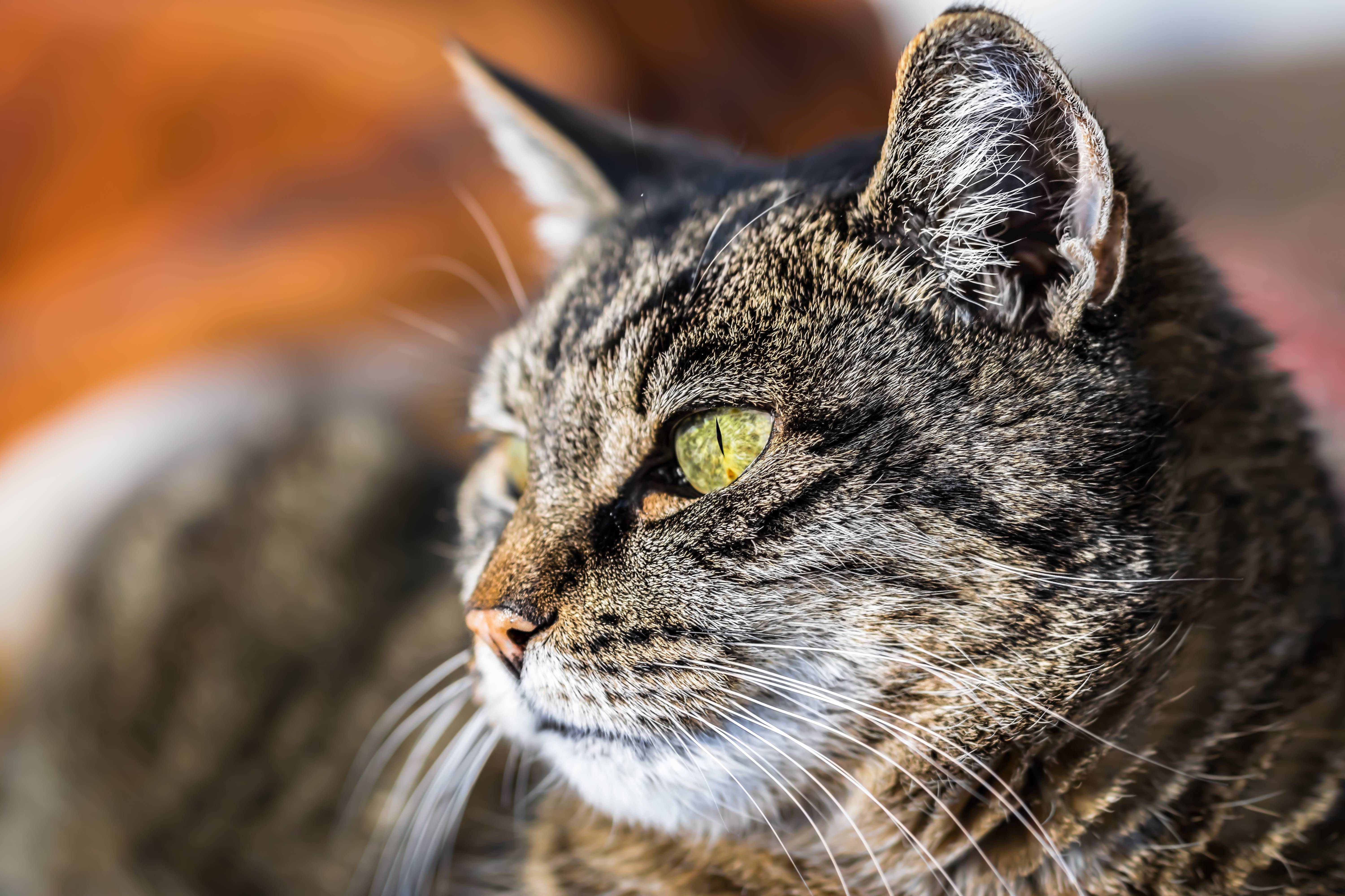 Close-up of a tabby cat's face HD Wallpaper