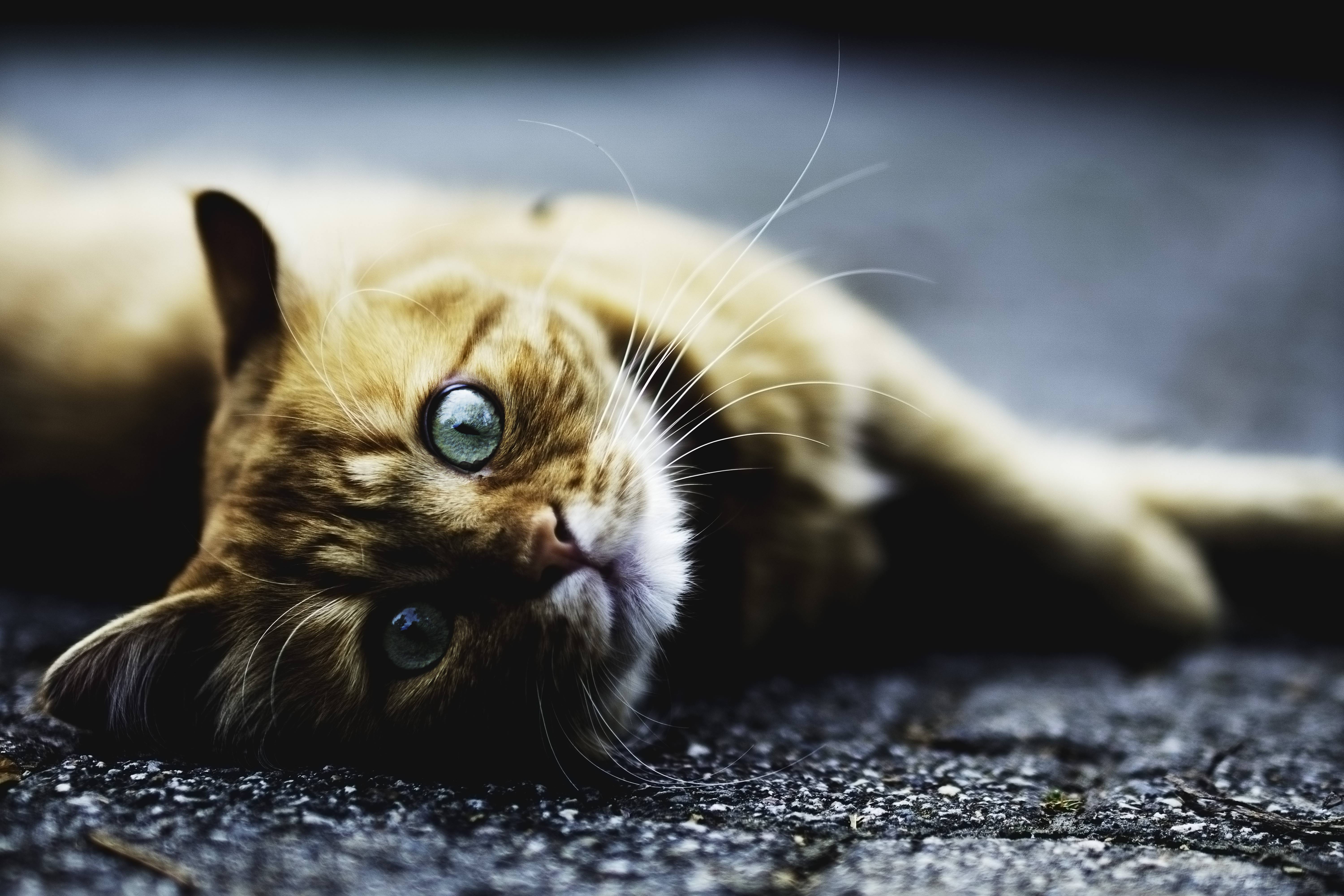 Ginger cat with striking green eyes lying down HD Wallpaper
