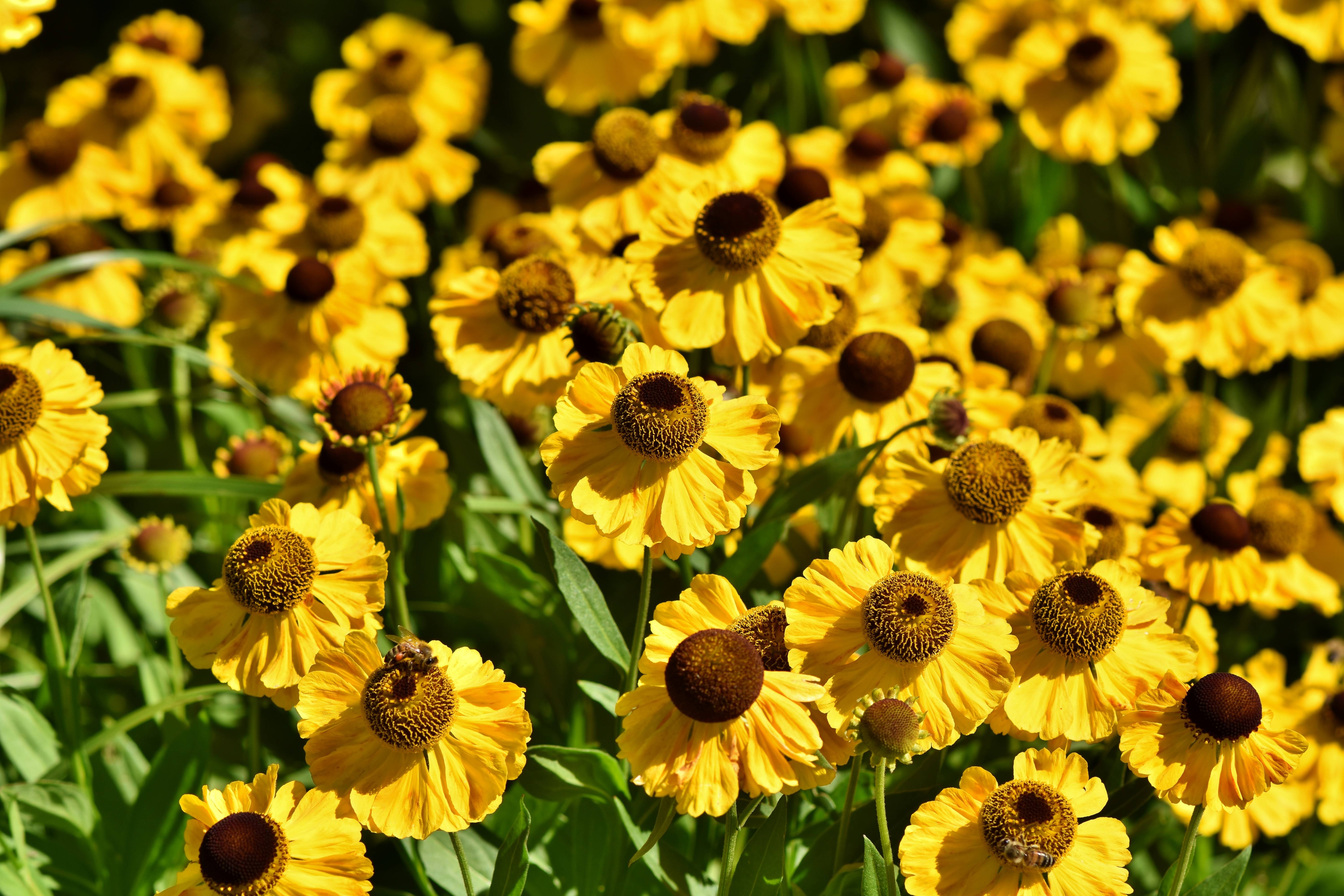 A field of bright yellow coneflowers in bloom HD Wallpaper