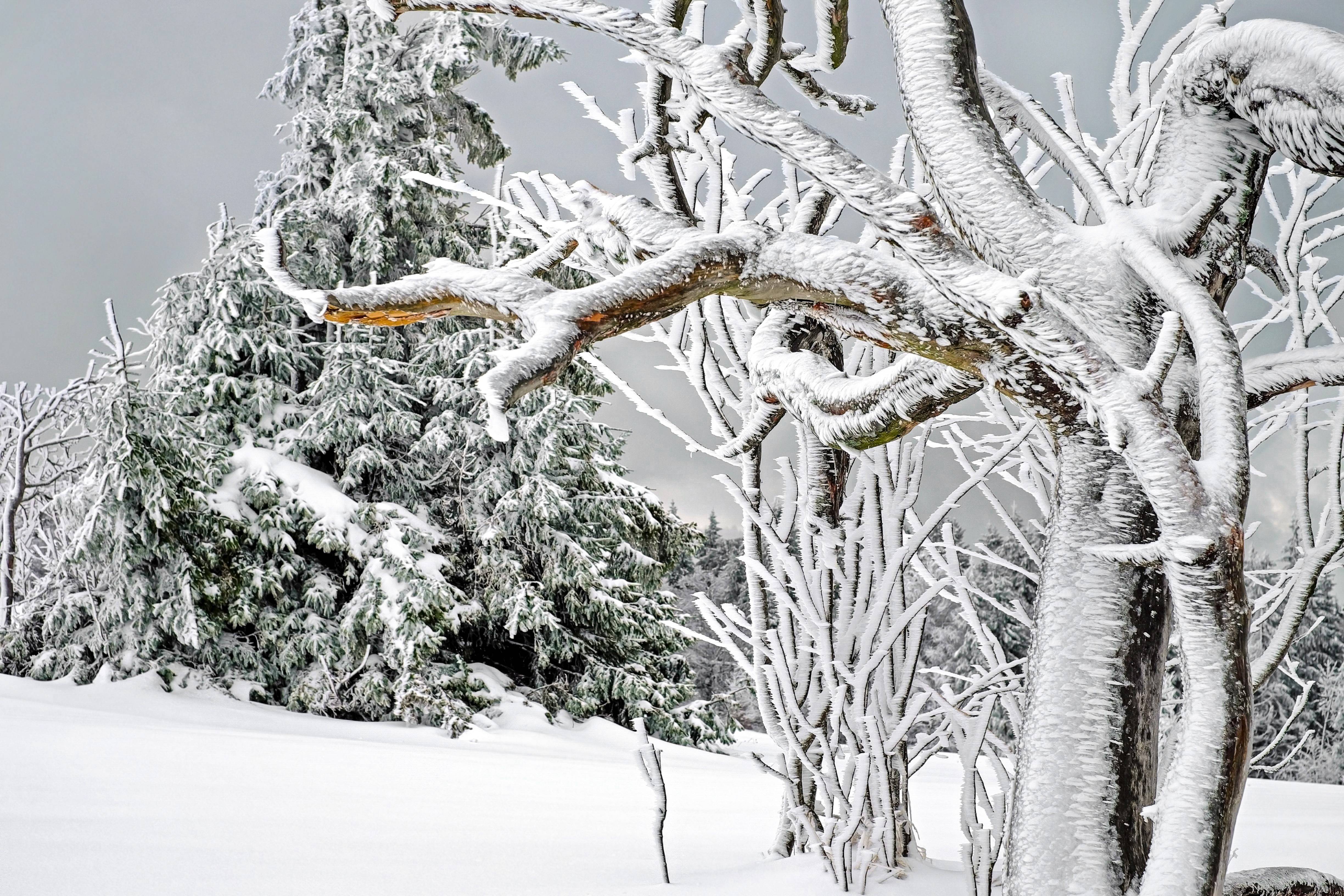 Frozen trees covered in ice and snow in a winter forest HD Wallpaper