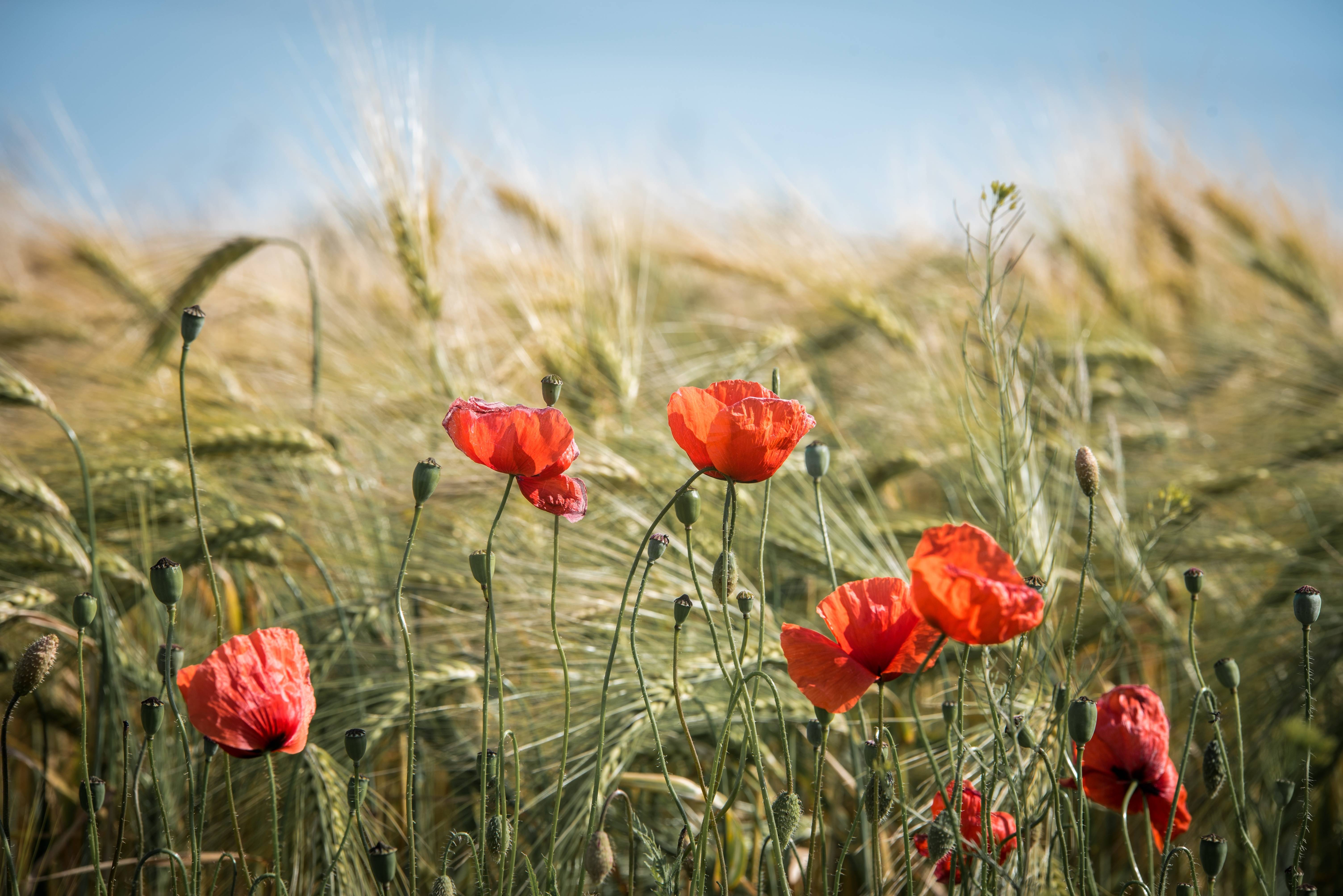 Red poppies in a golden wheat field under a blue sky HD Wallpaper