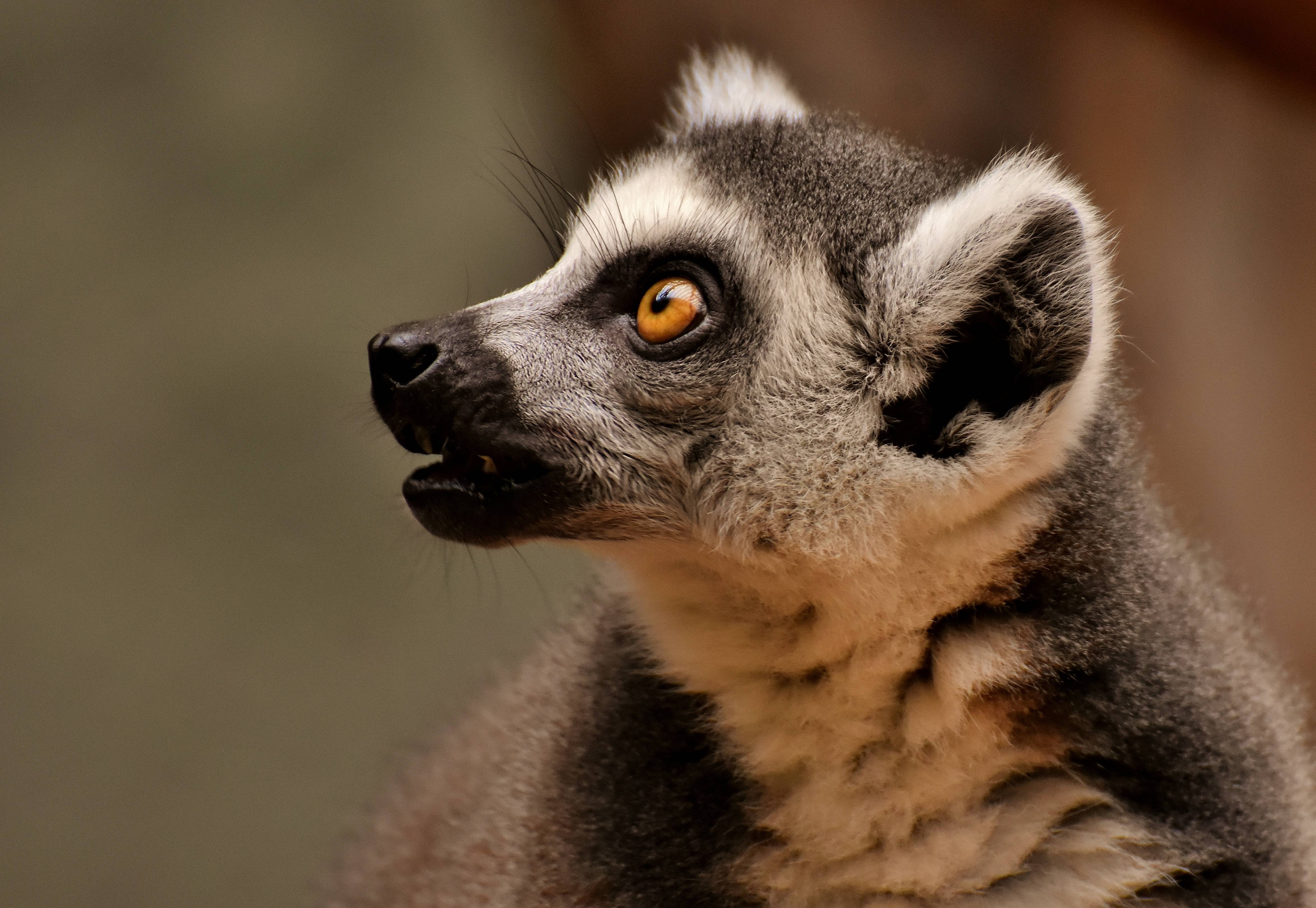 Ring-tailed lemur with bright orange eyes HD Wallpaper