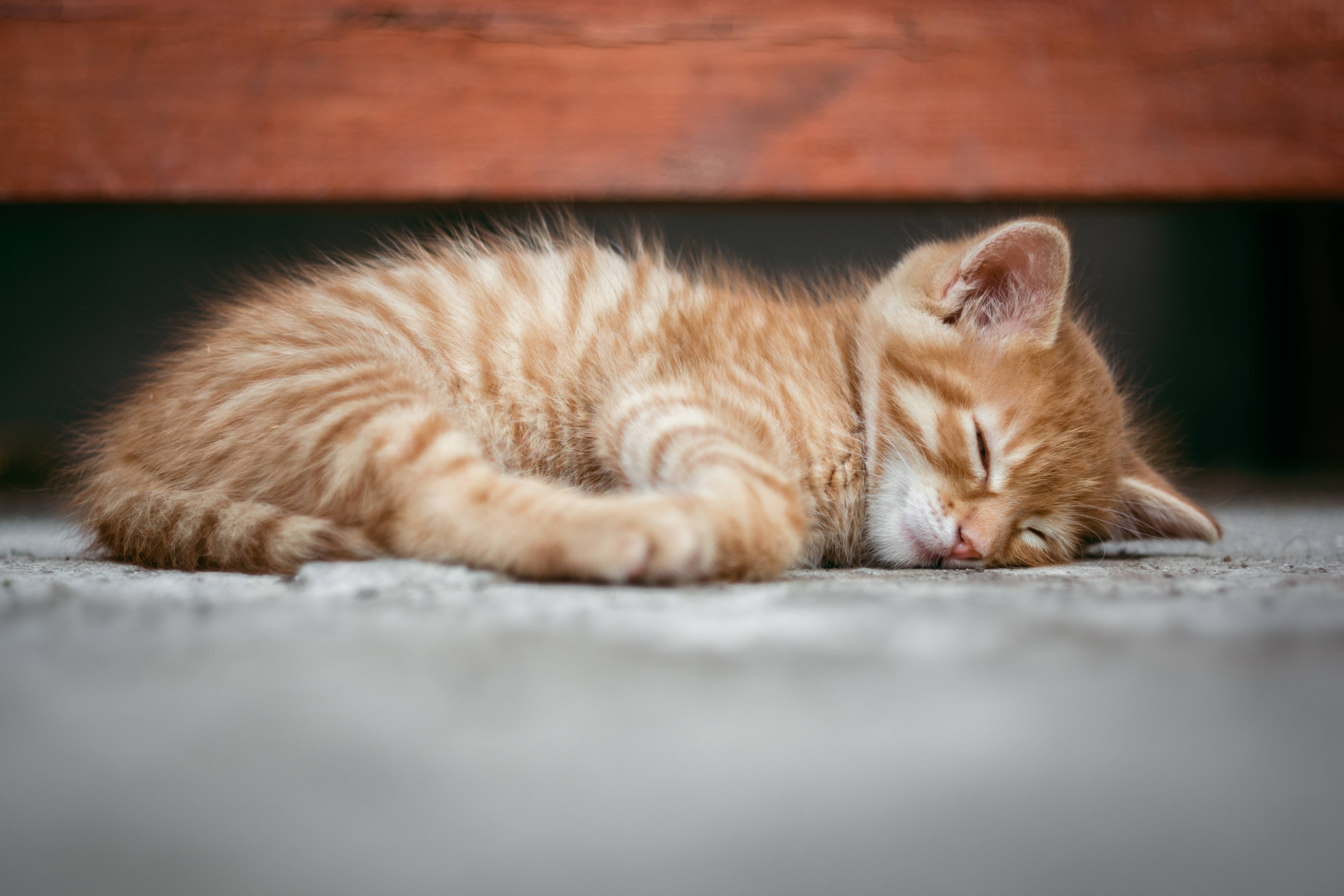 Cute orange tabby kitten sleeping on concrete HD Wallpaper