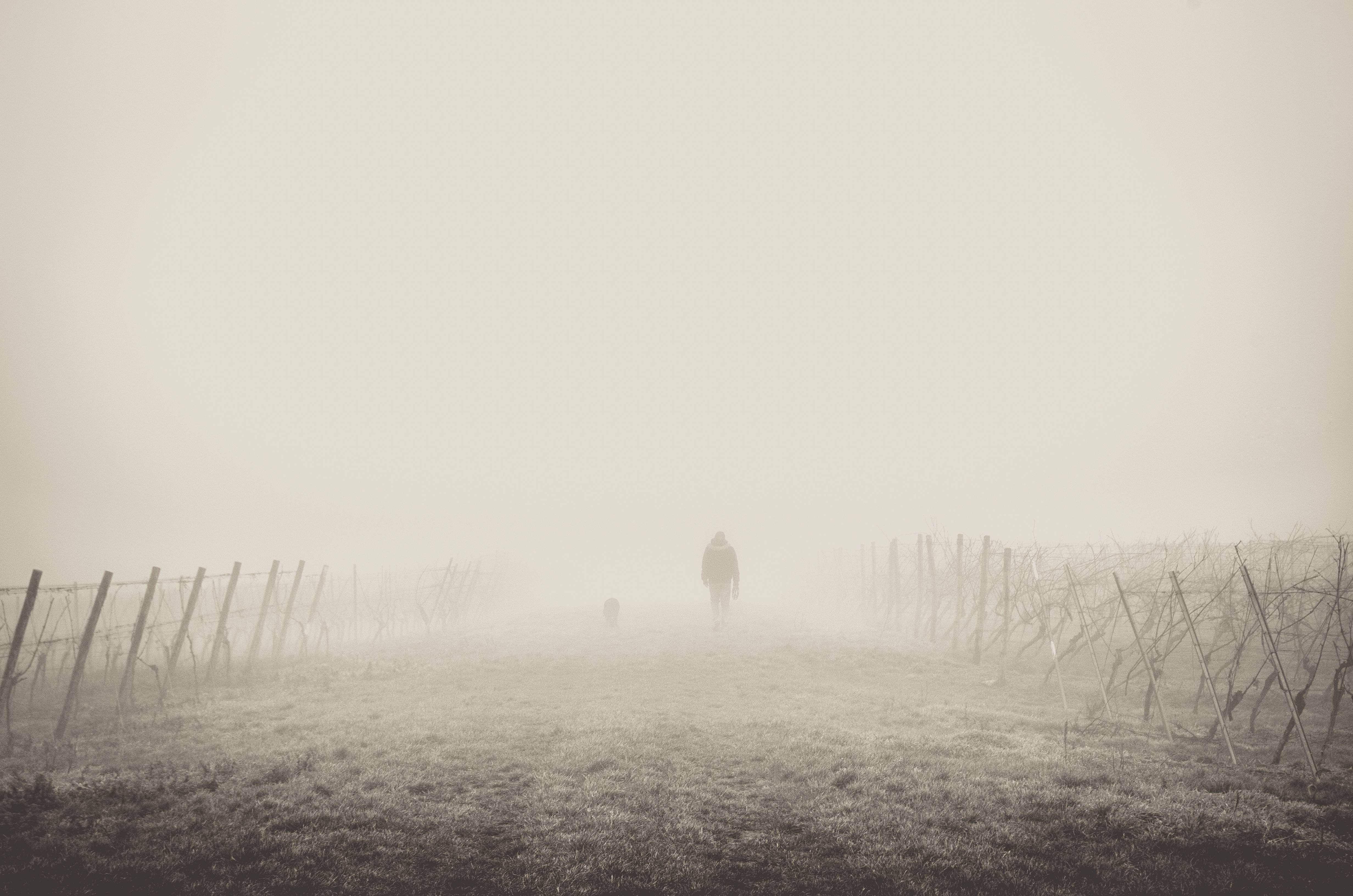 Person and dog walking on a foggy path HD Wallpaper