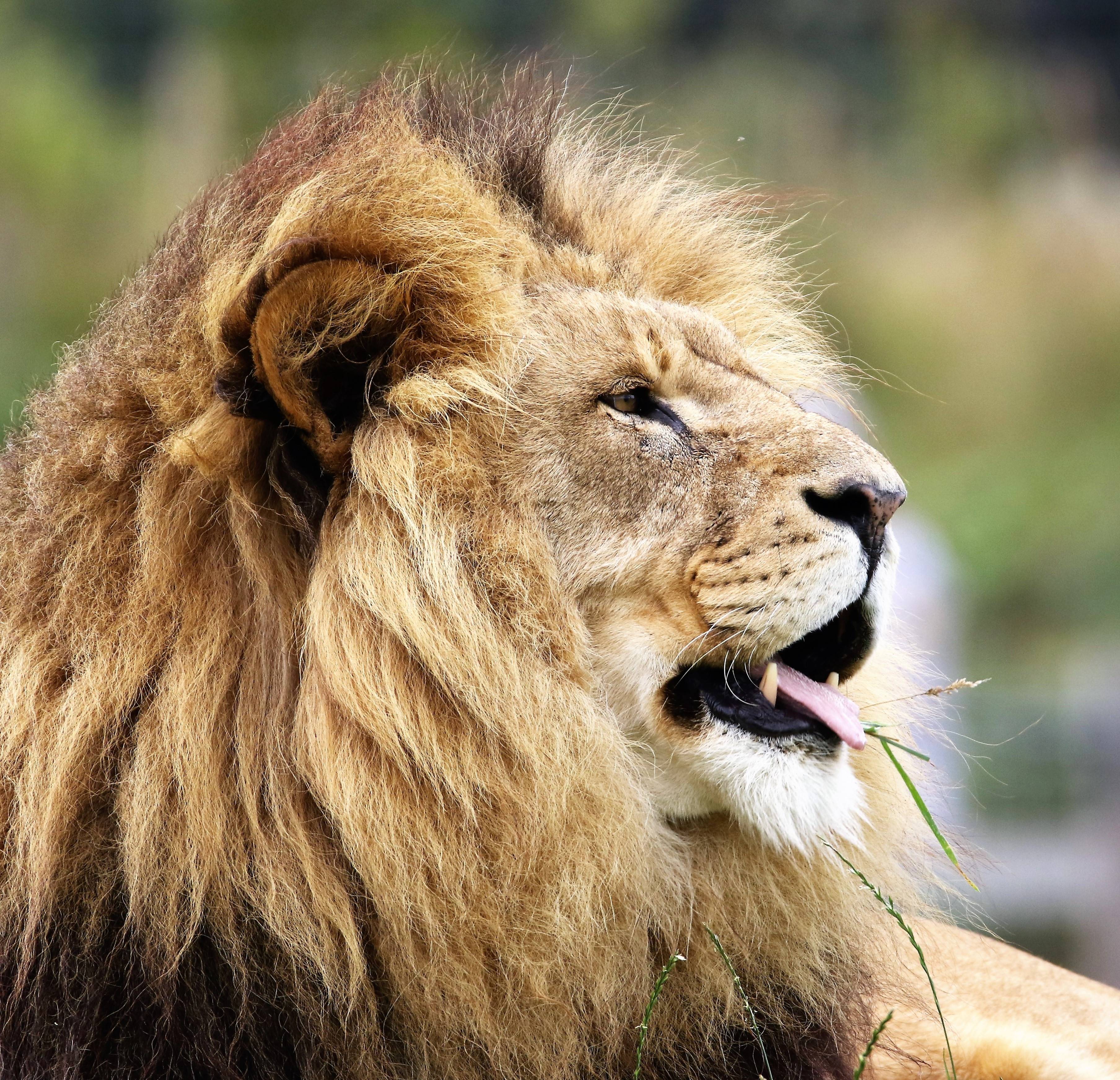 Close-up of a male lion with a mane HD Wallpaper