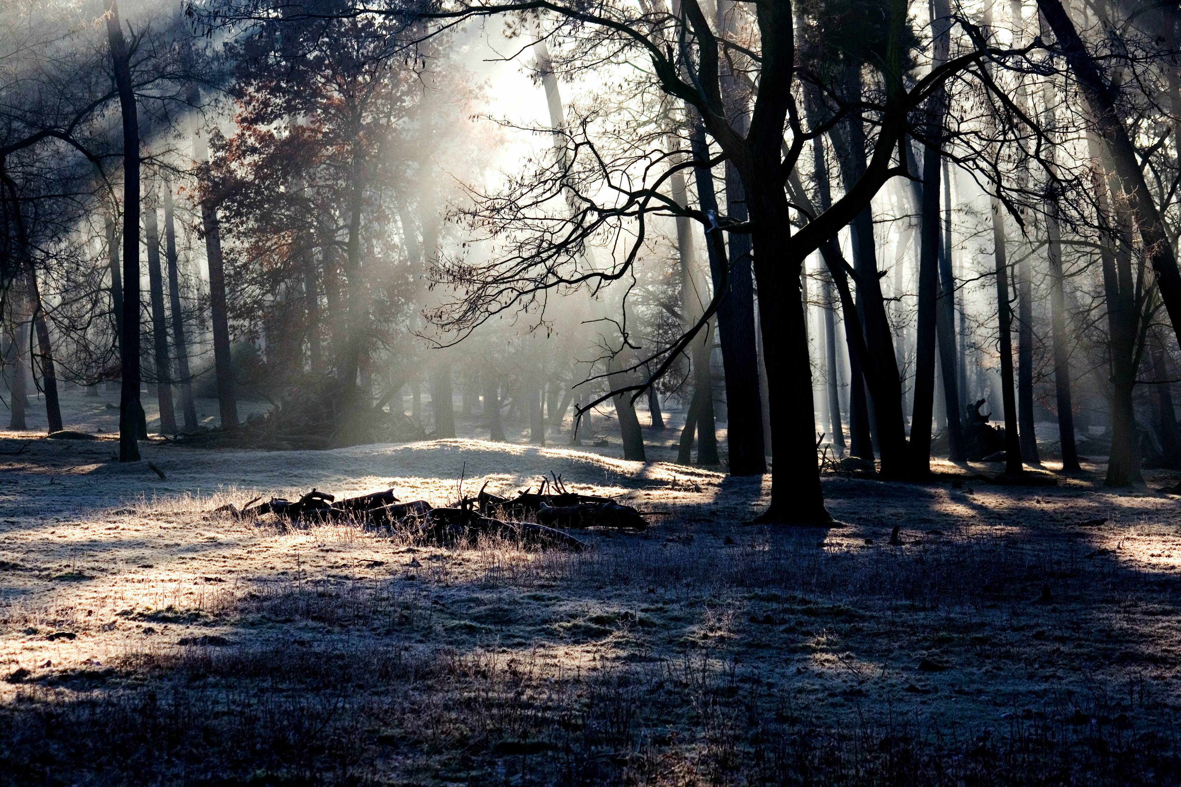 Misty forest with sunbeams on frosted ground HD Wallpaper