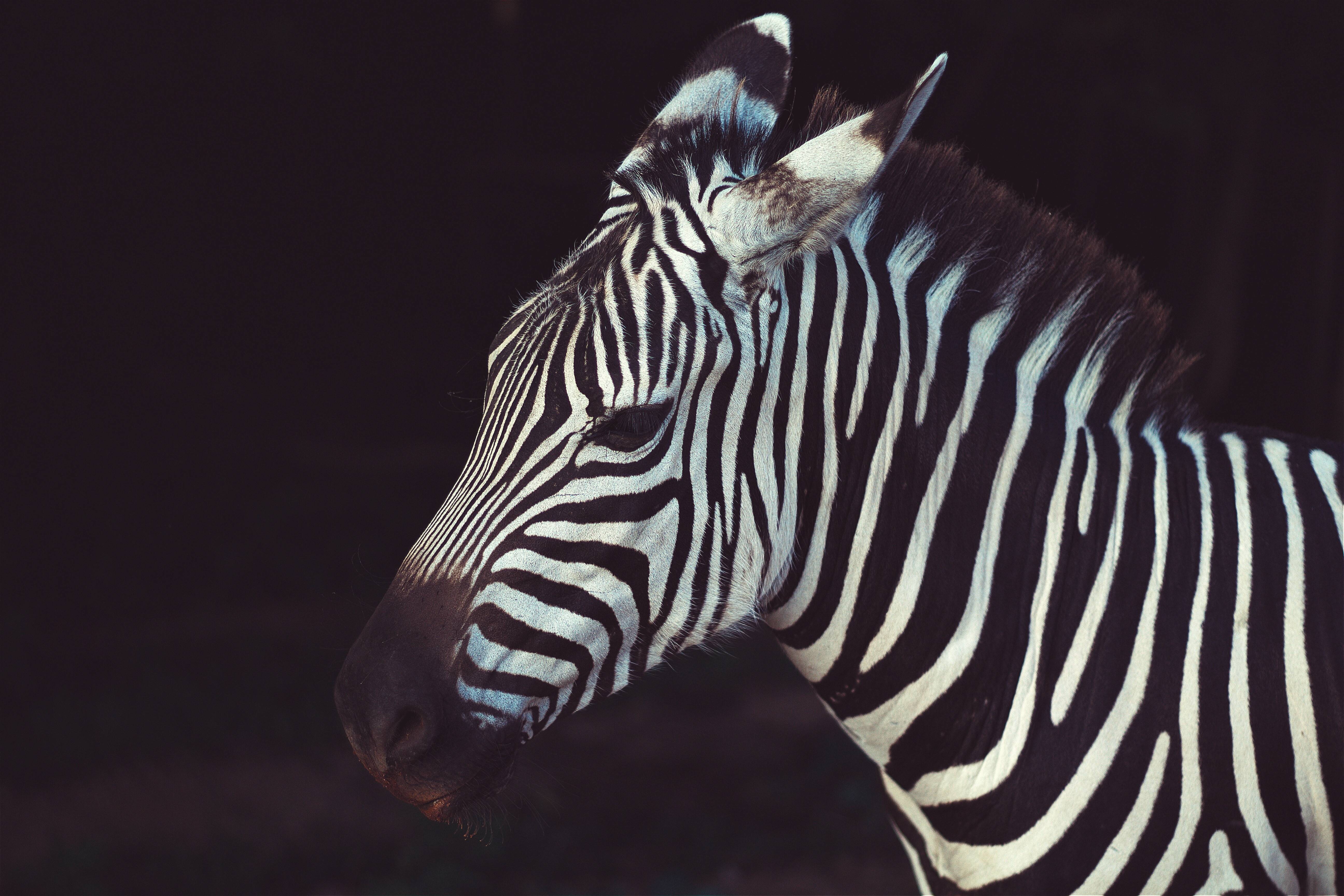 Close-up profile of a zebra with black and white stripes HD Wallpaper
