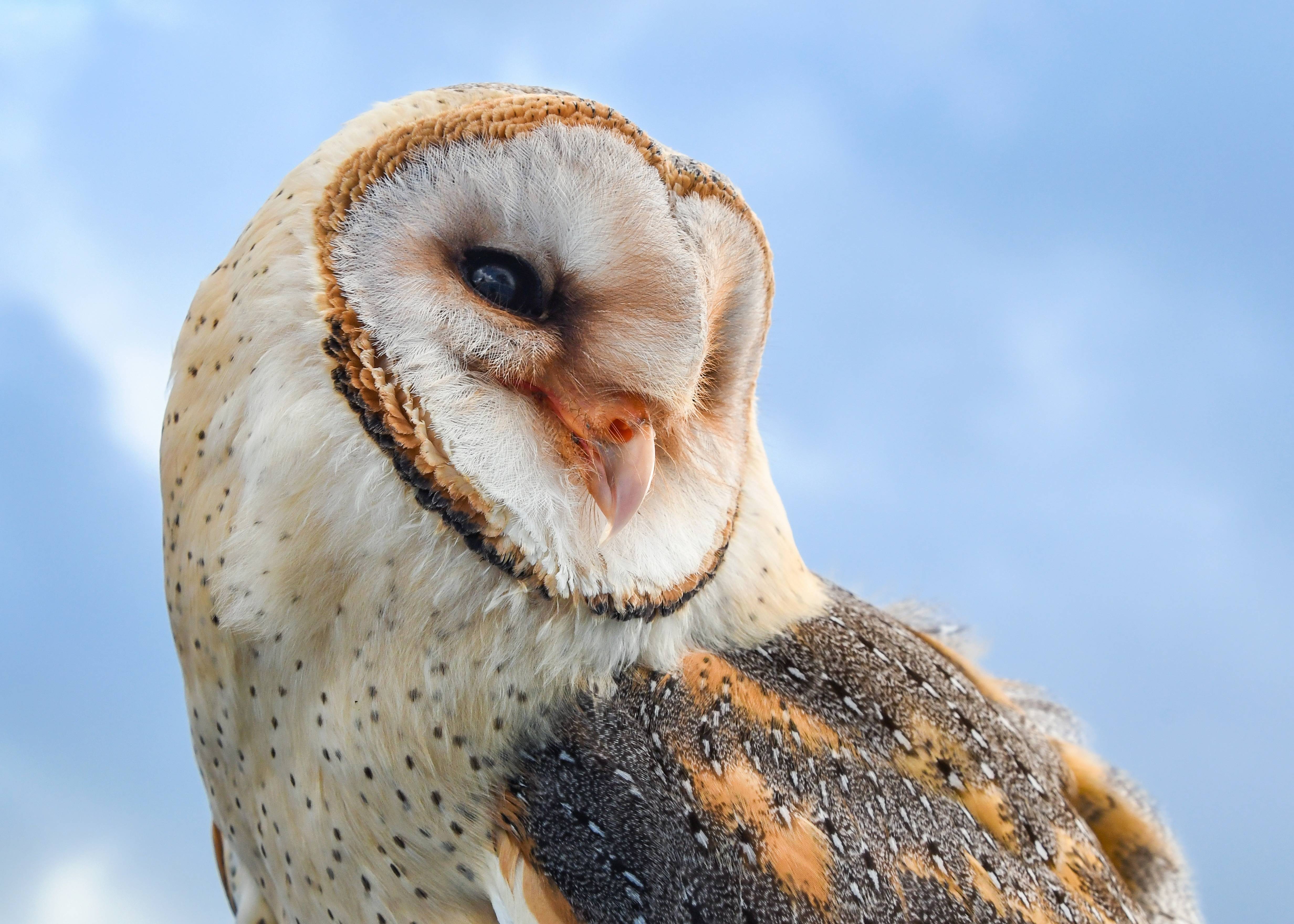 Barn owl with speckled feathers against blue sky HD Wallpaper