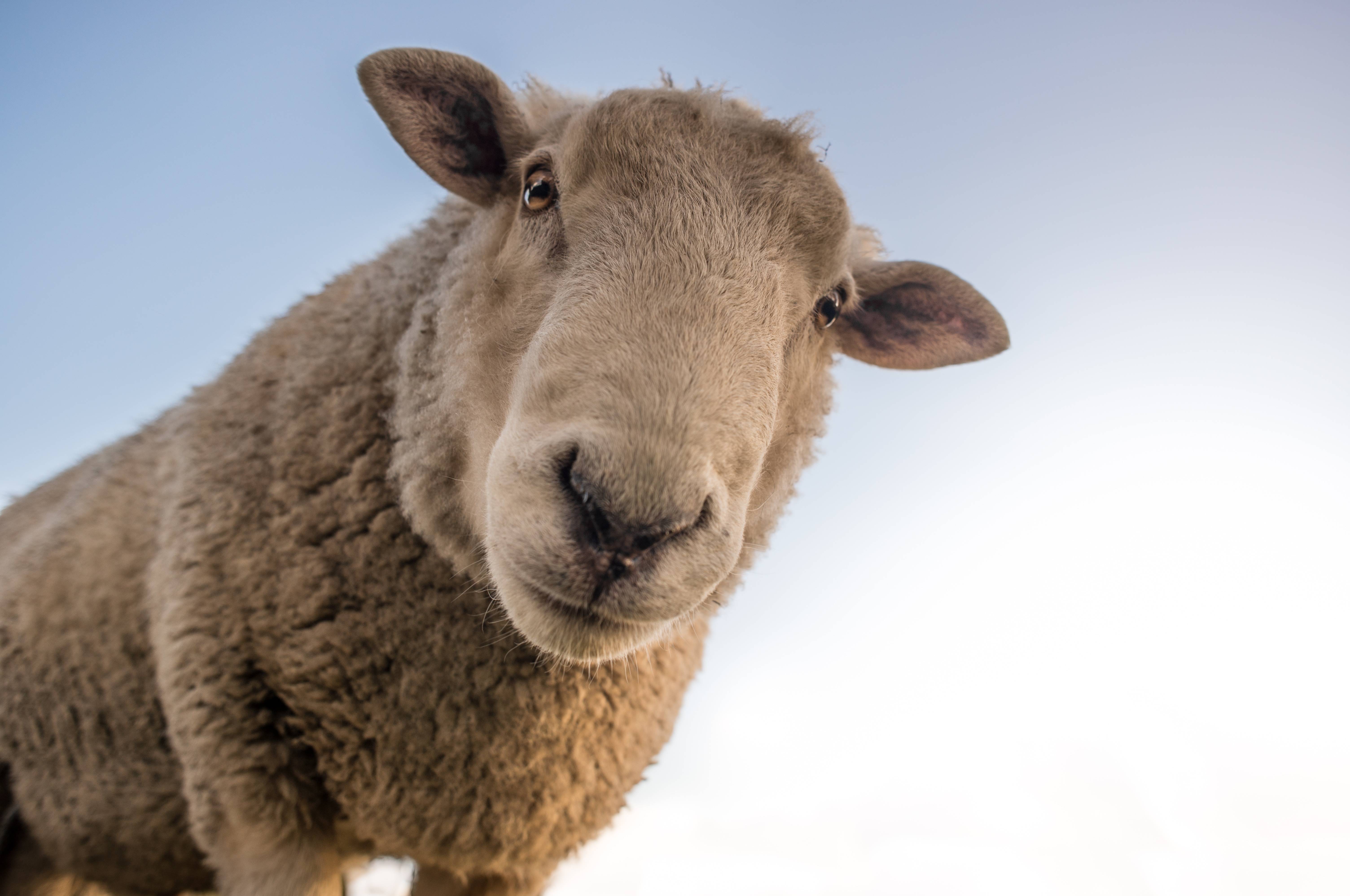 Close-up of a curious sheep looking at the camera HD Wallpaper