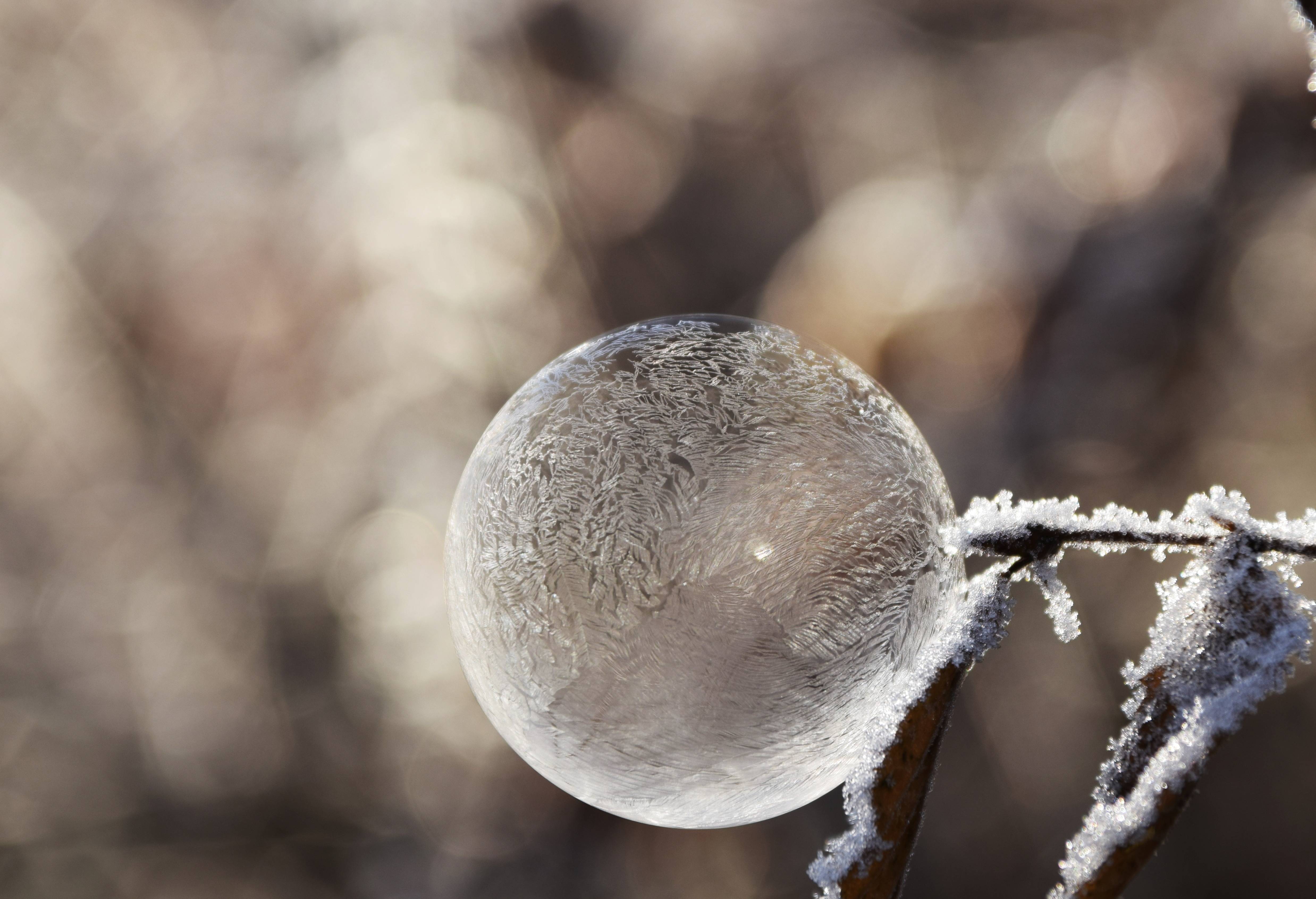 Frozen soap bubble on a frosty branch HD Wallpaper