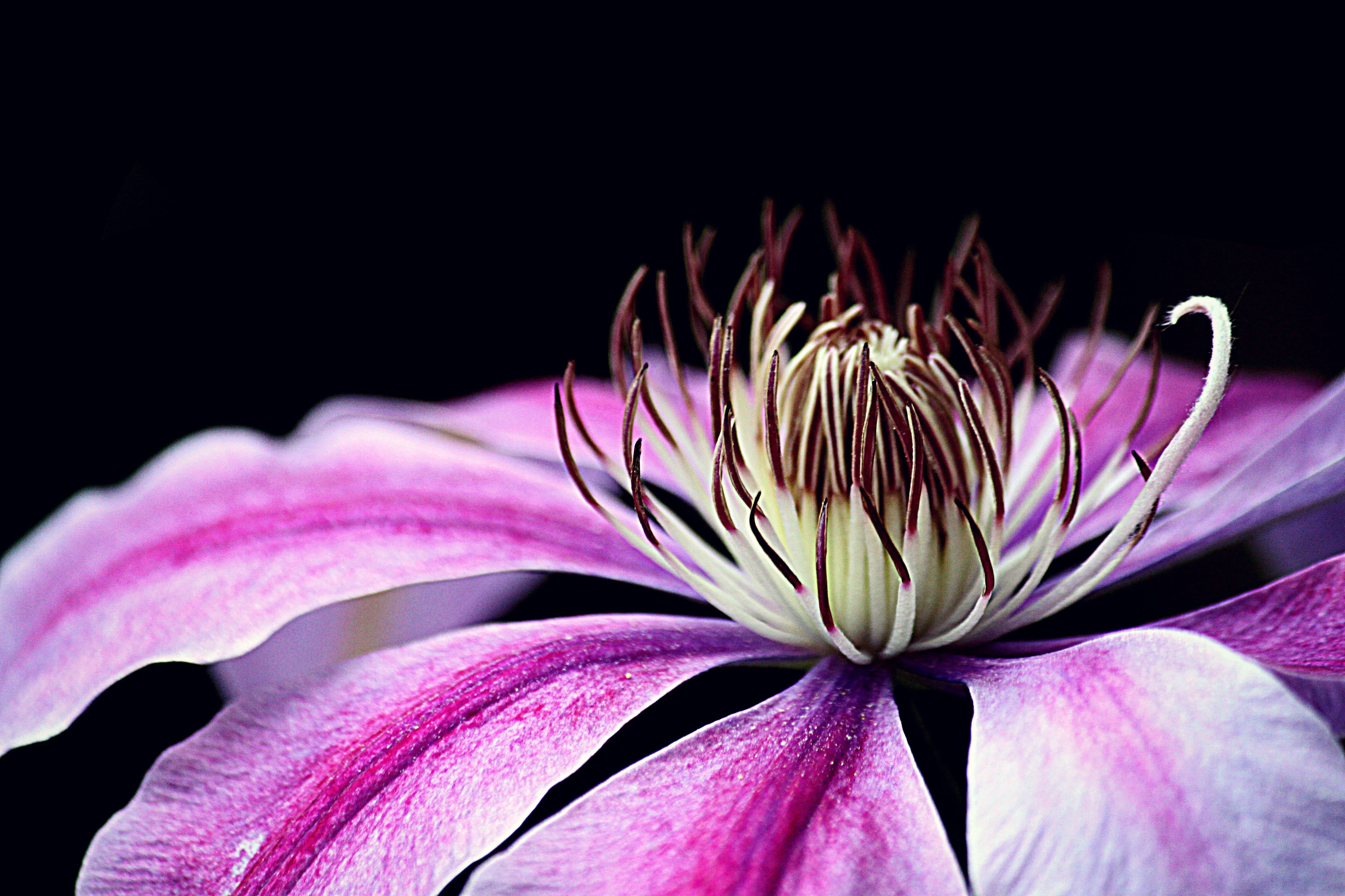 Close-up of a purple clematis flower with a dark background HD Wallpaper