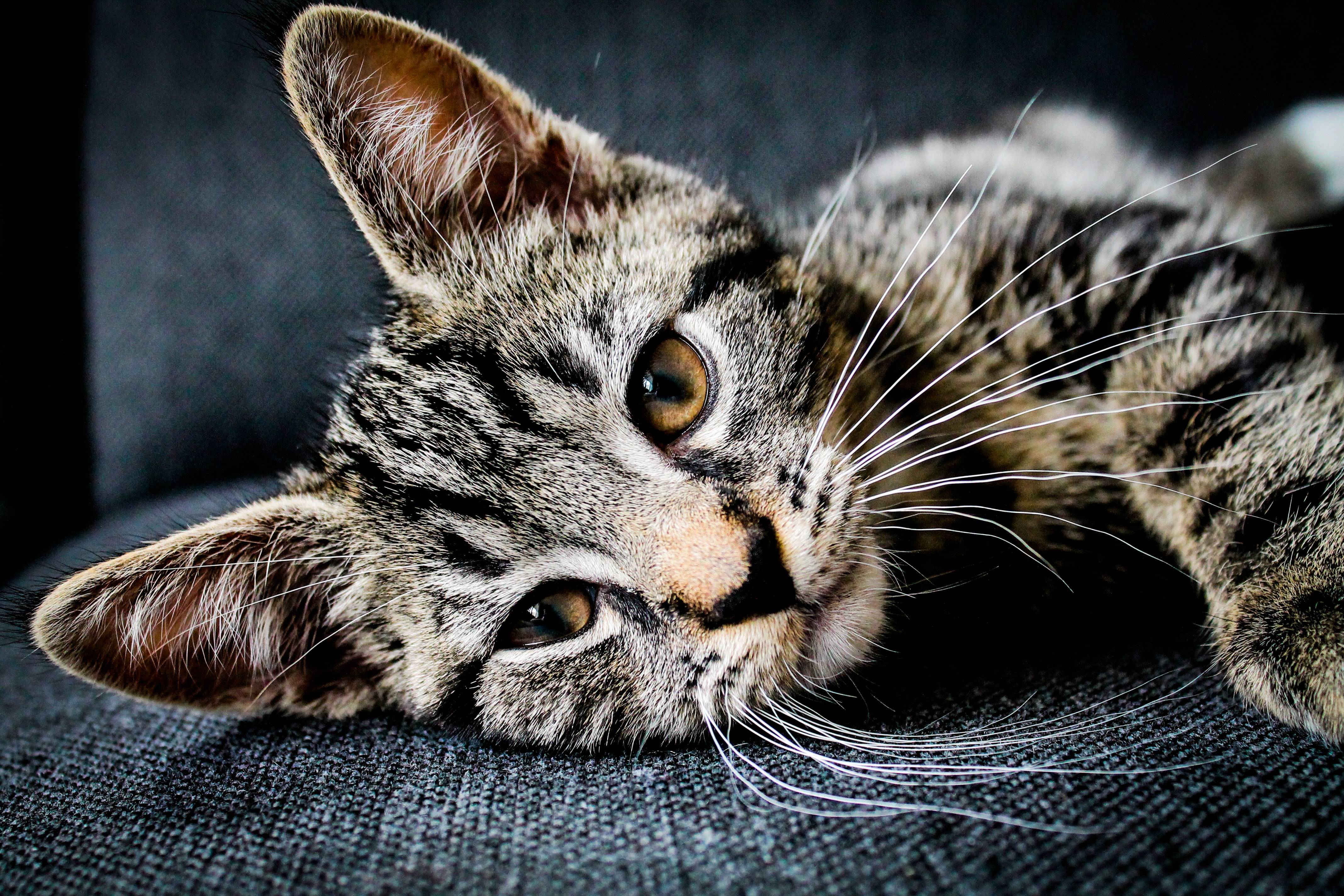 Close-up of a tabby cat lying down HD Wallpaper