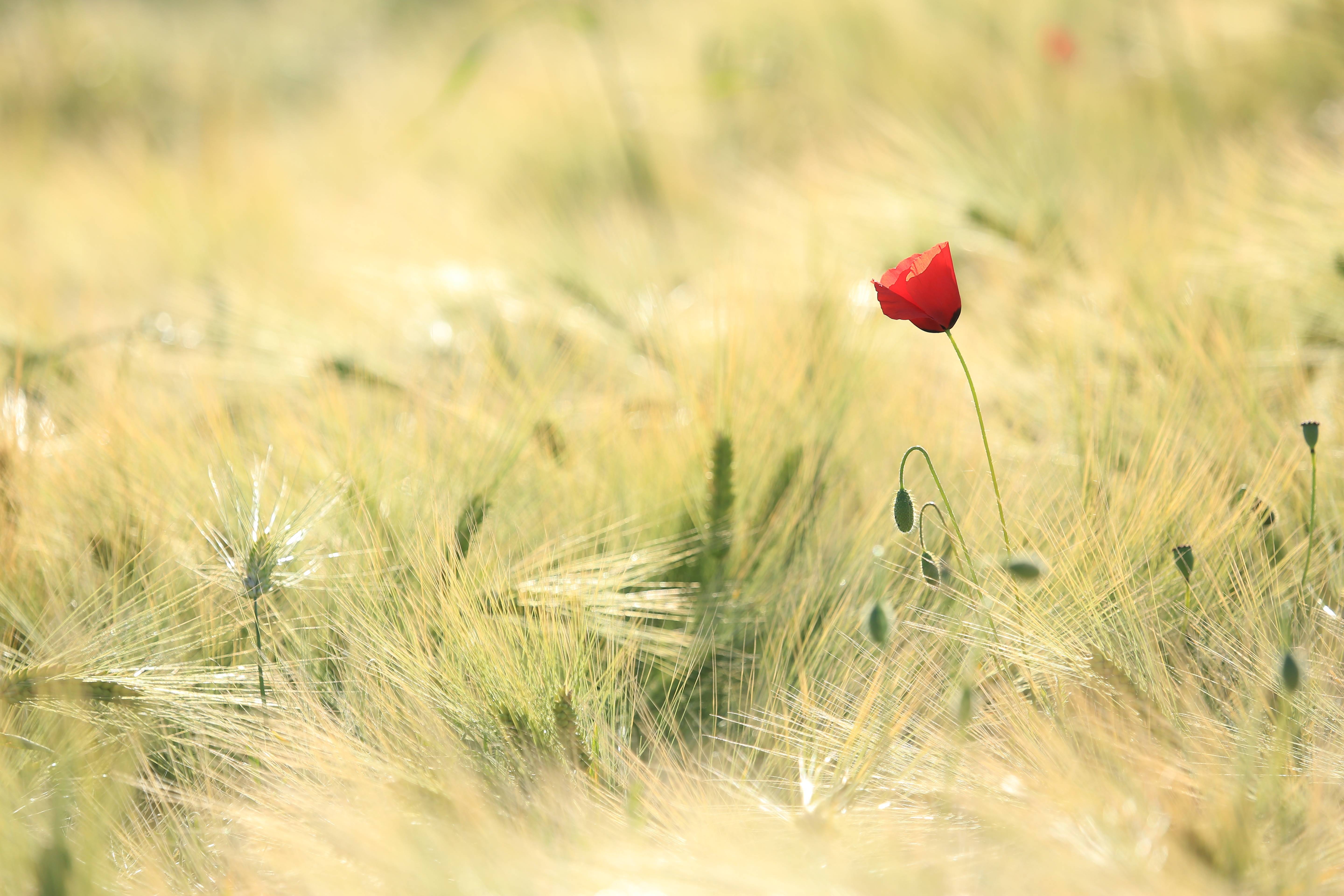 A single red poppy in a field of wheat HD Wallpaper