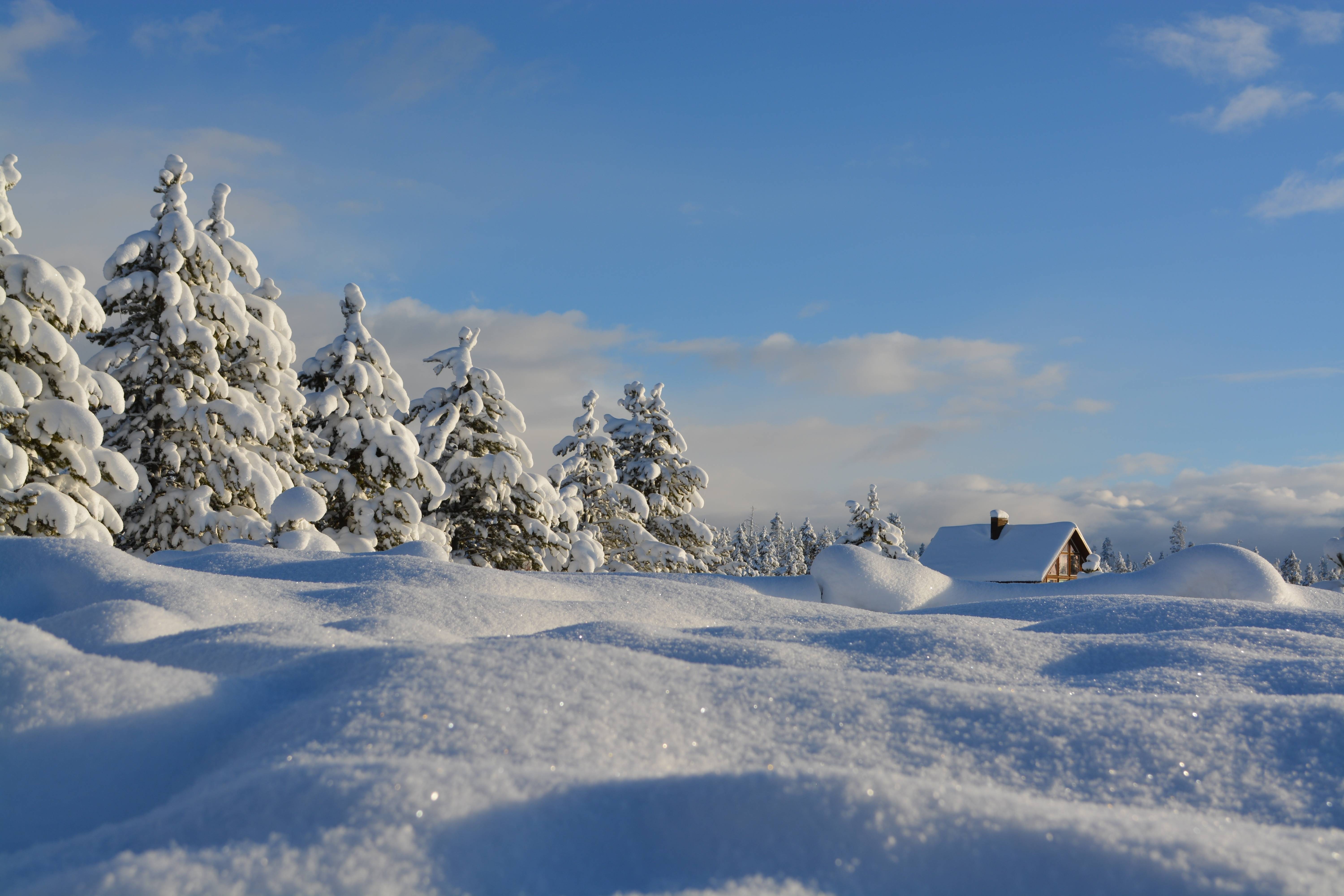 Snow-covered trees and a house in a winter landscape HD Wallpaper