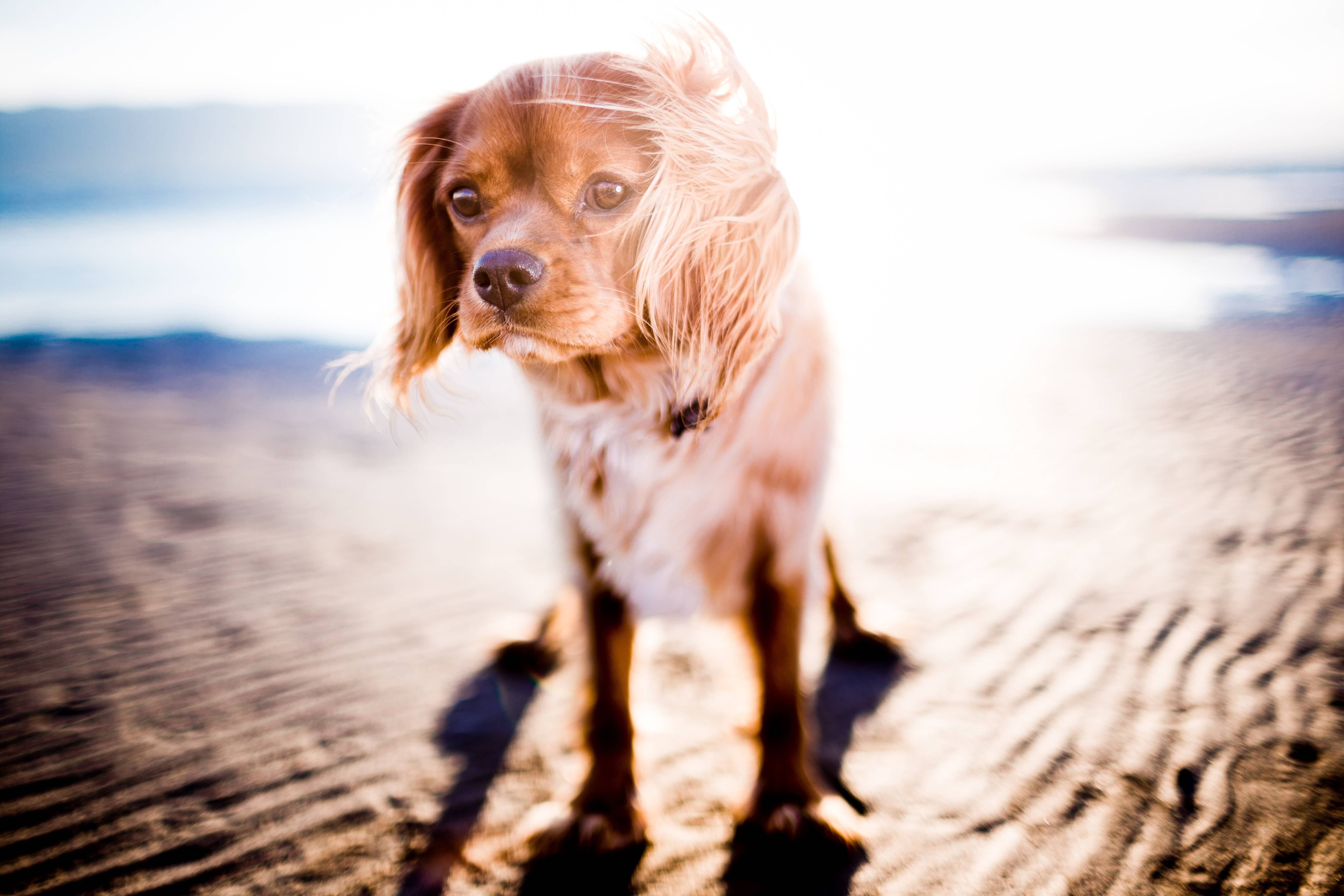A cute dog on a sandy beach HD Wallpaper