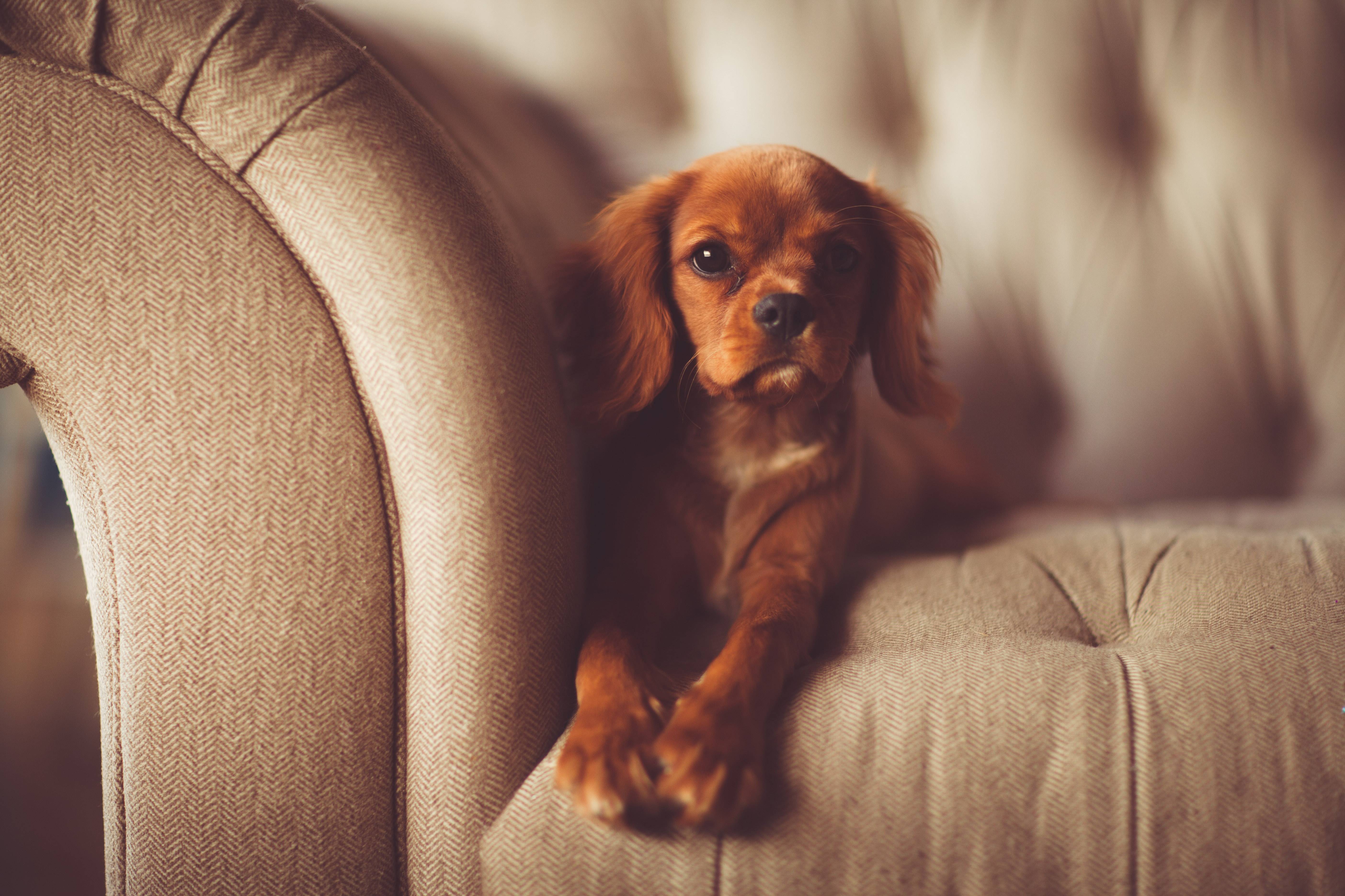 A cute Cavalier King Charles Spaniel puppy on a couch HD Wallpaper
