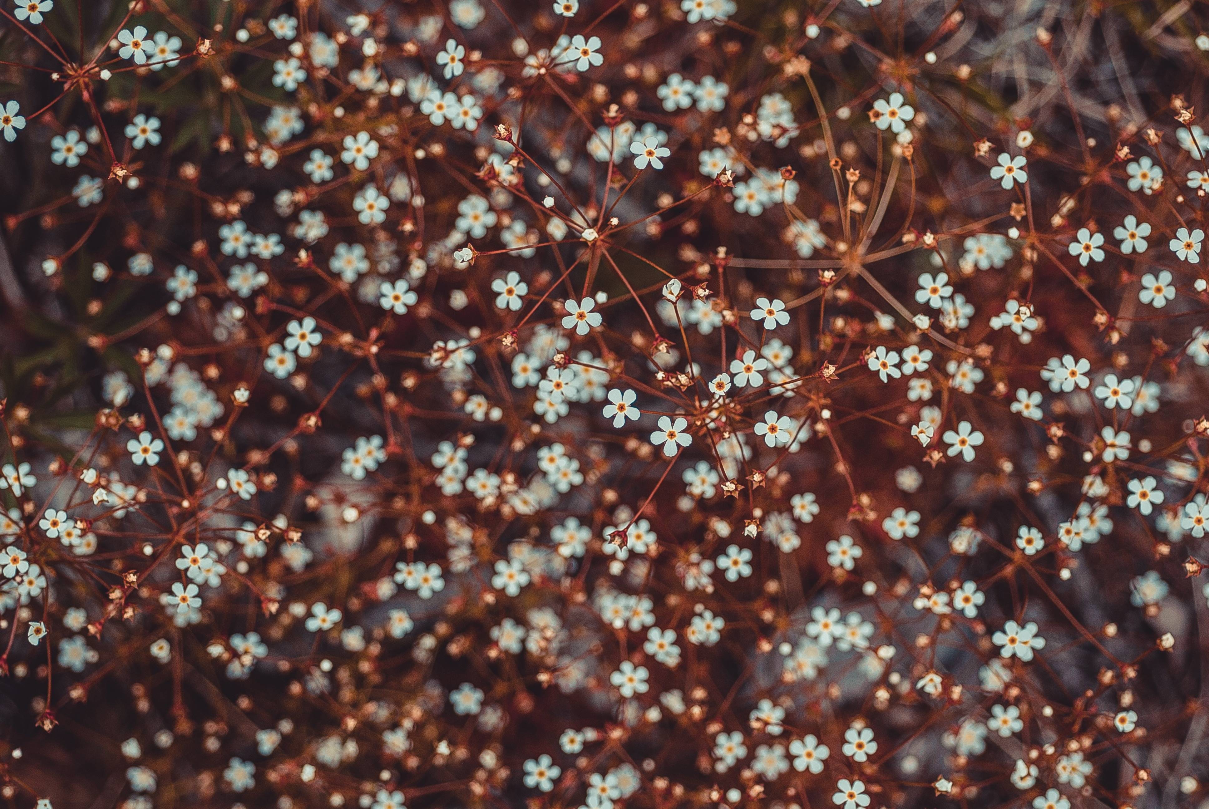 Tiny white flowers with brown stems HD Wallpaper