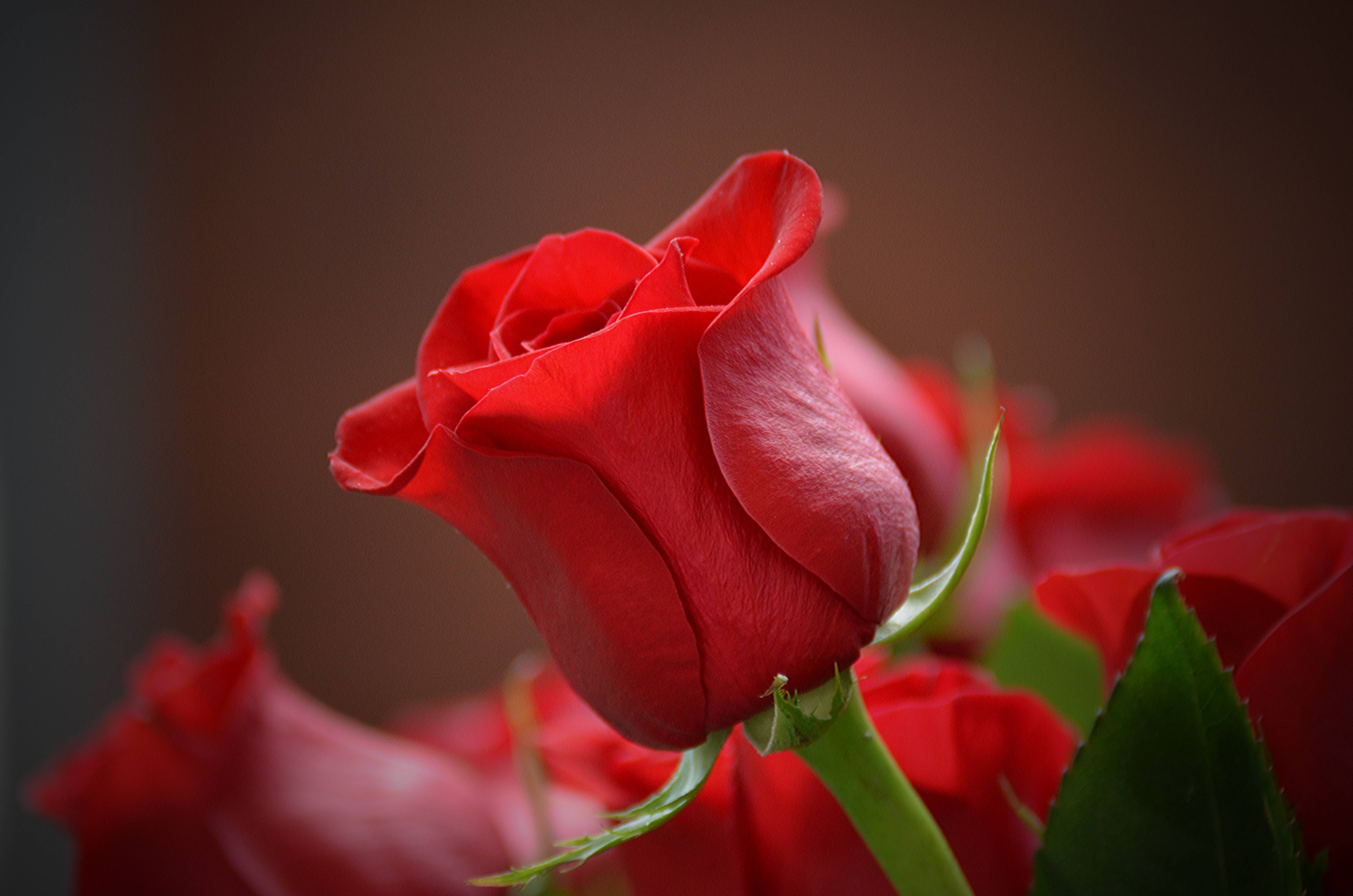 Close-up of a vibrant red rose in bloom HD Wallpaper