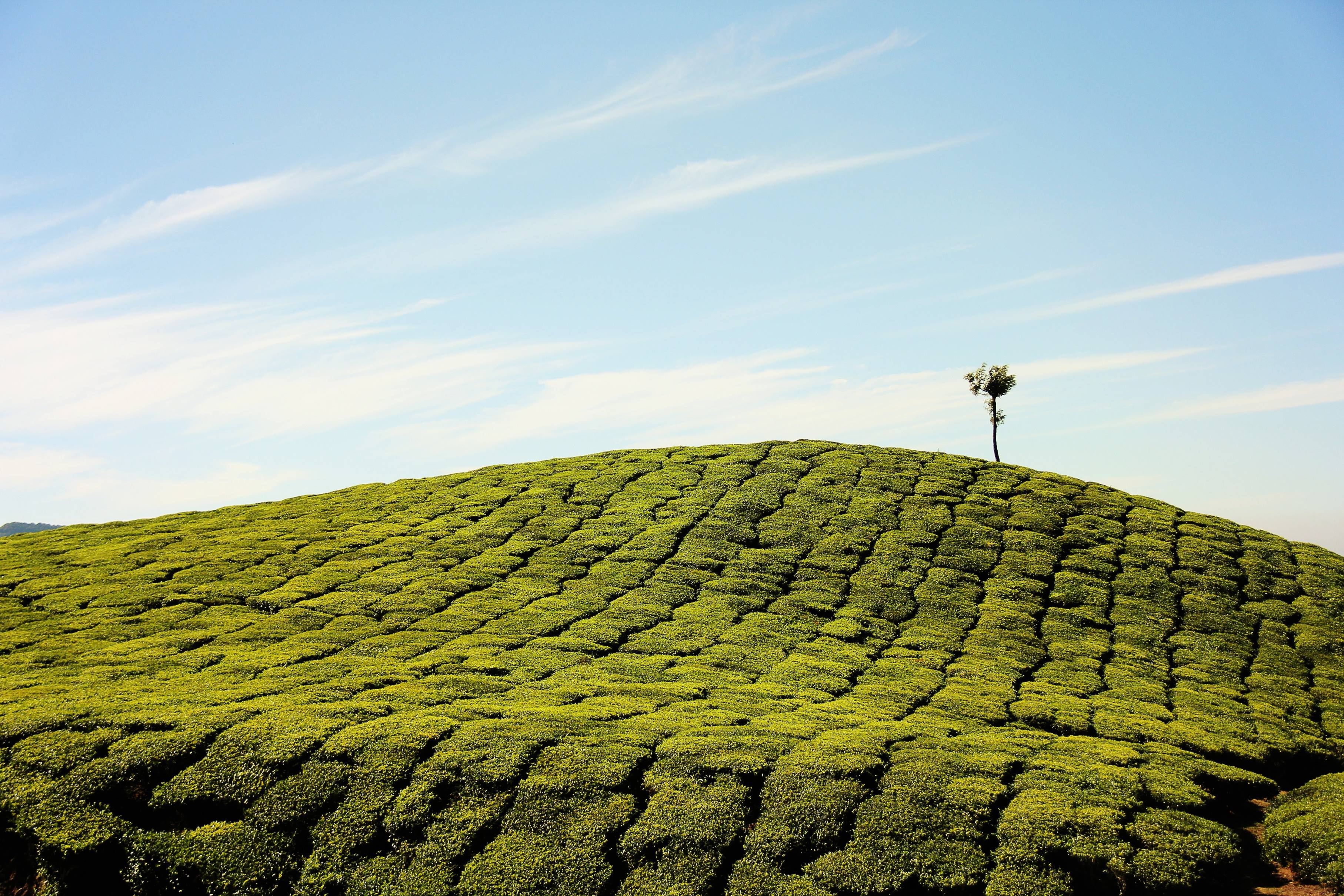 Tea plantation on a rolling hill under a blue sky HD Wallpaper