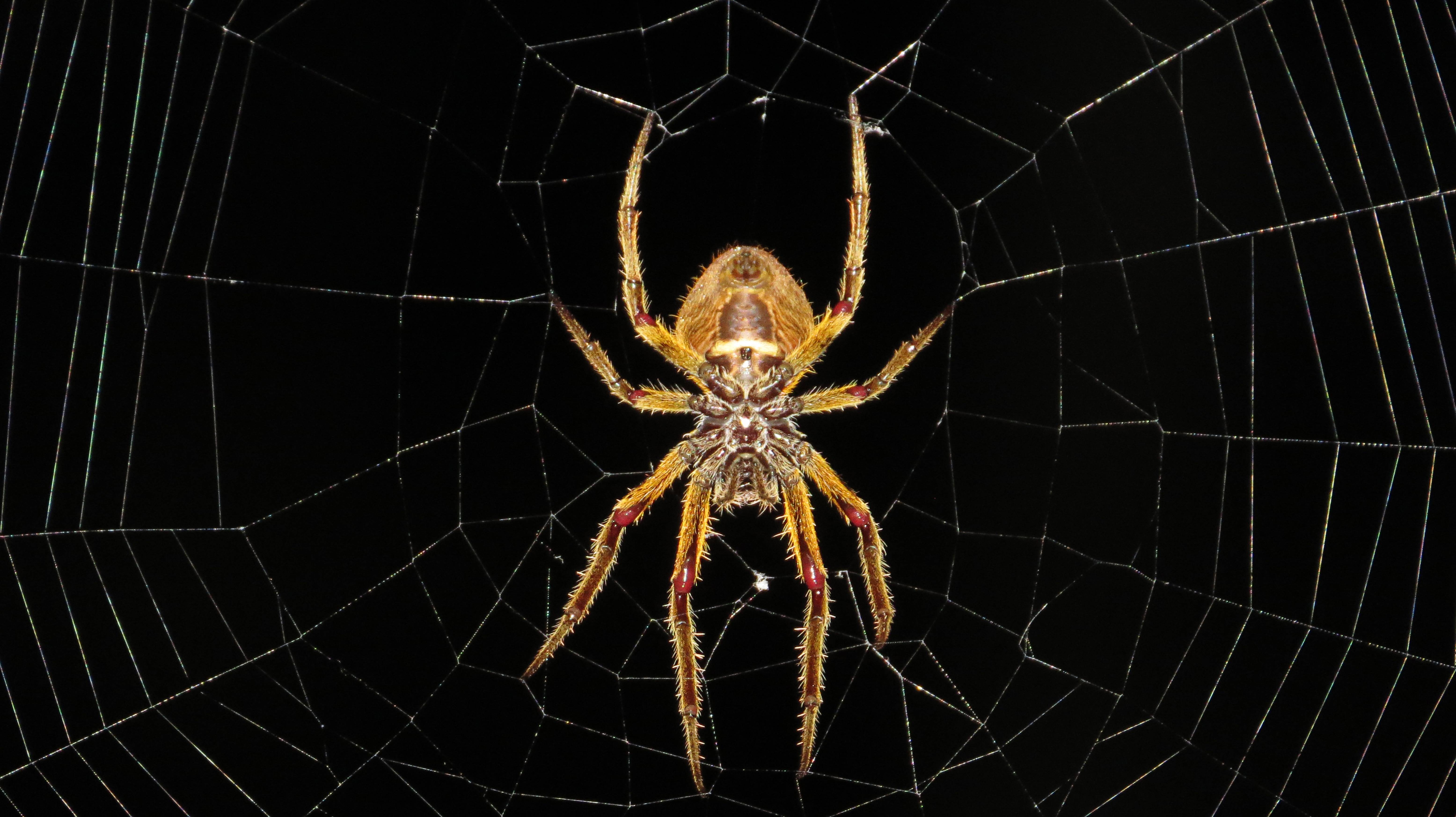 Spider on a spiderweb in Colombia HD Wallpaper