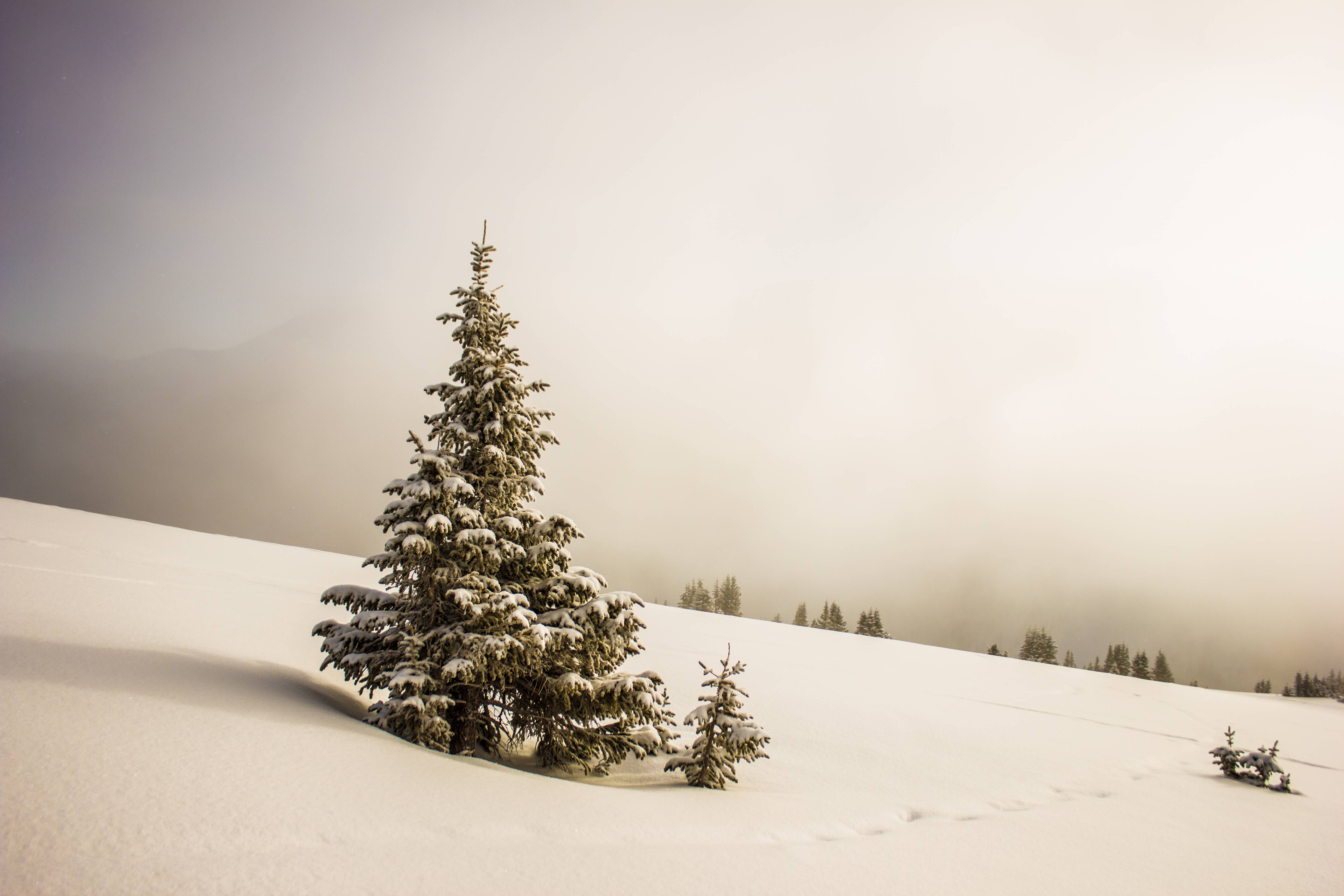 Snow-covered trees on a winter slope HD Wallpaper
