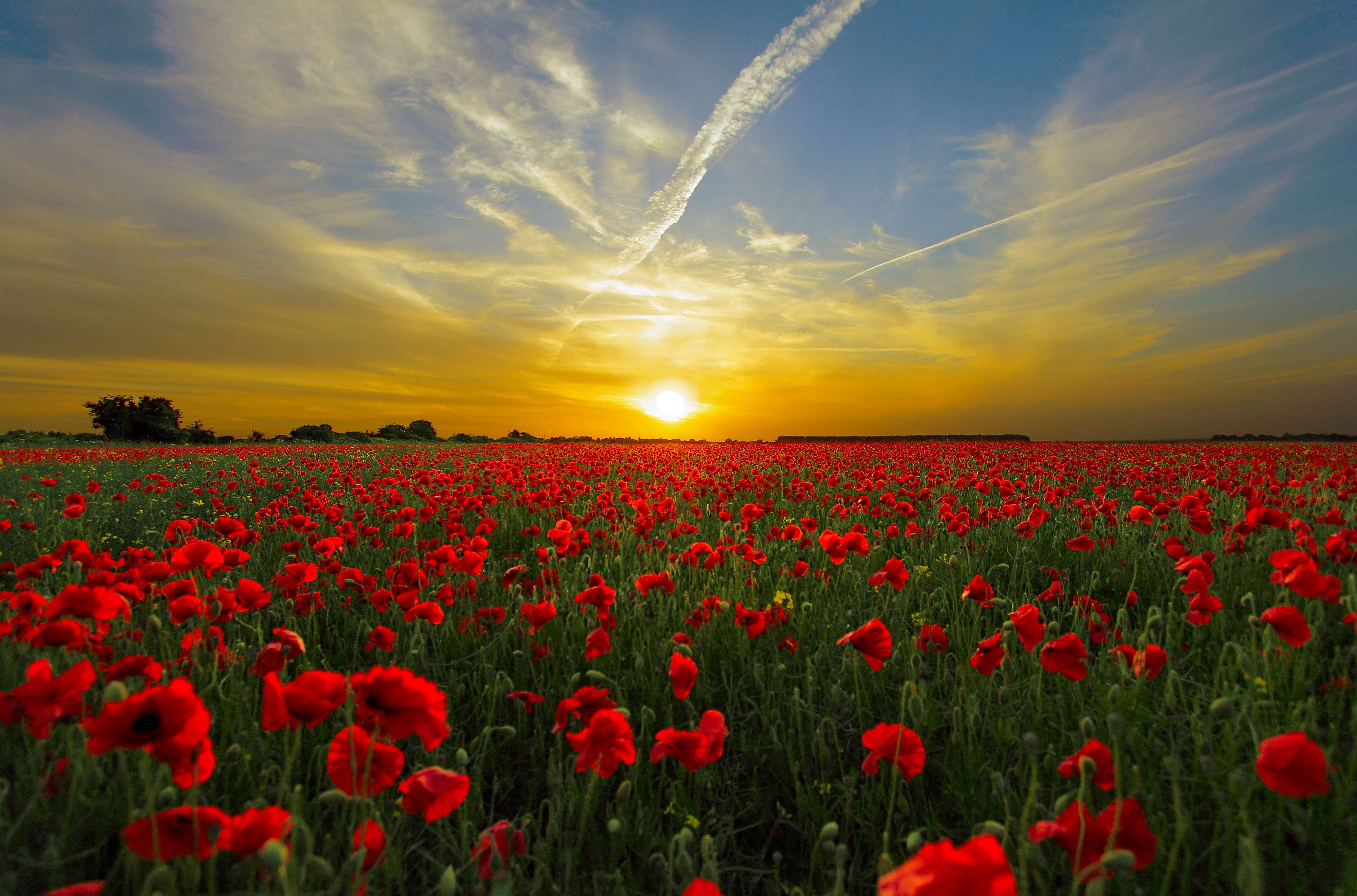 Field of red poppies at sunset HD Wallpaper