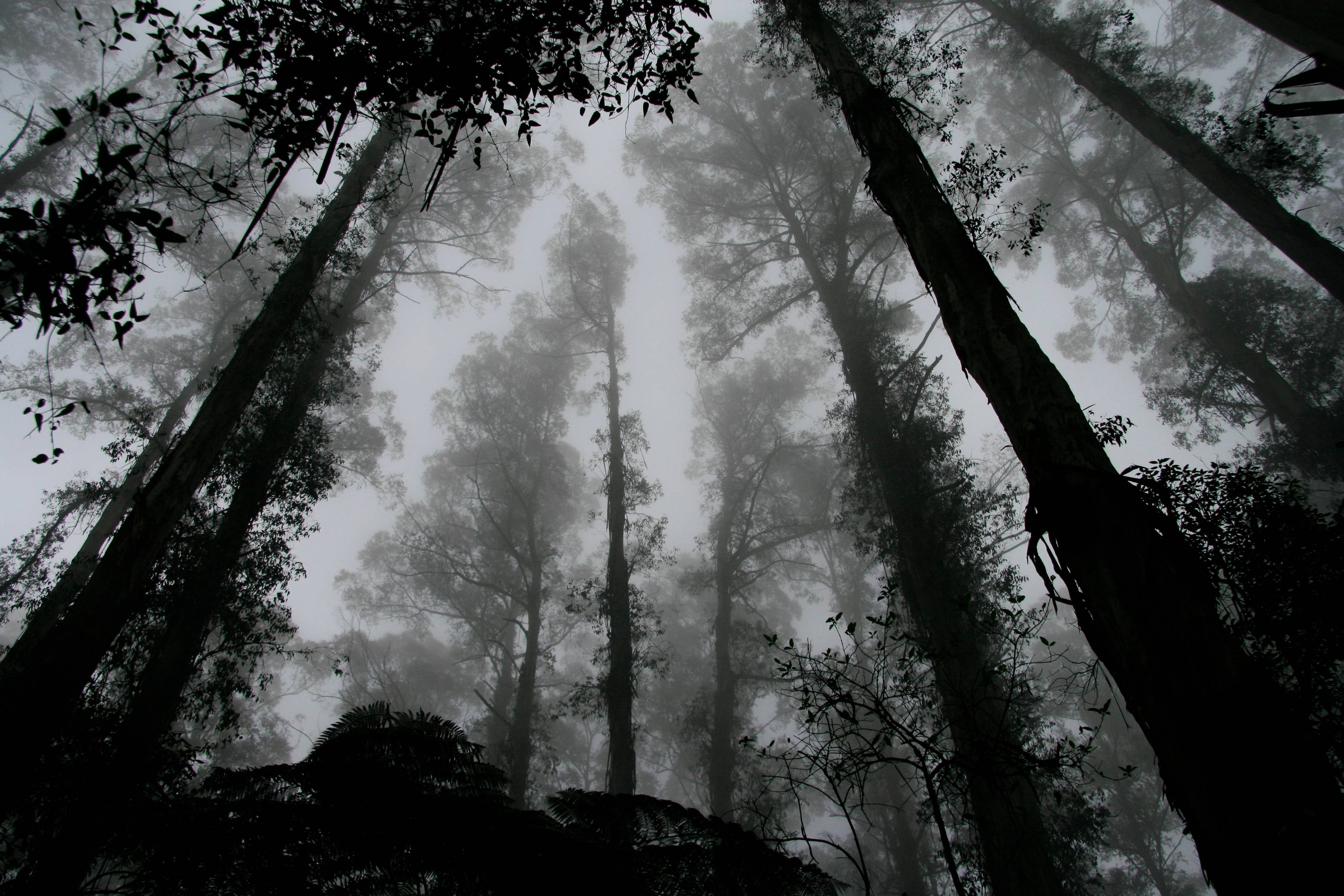 Tall trees in a misty forest looking up HD Wallpaper