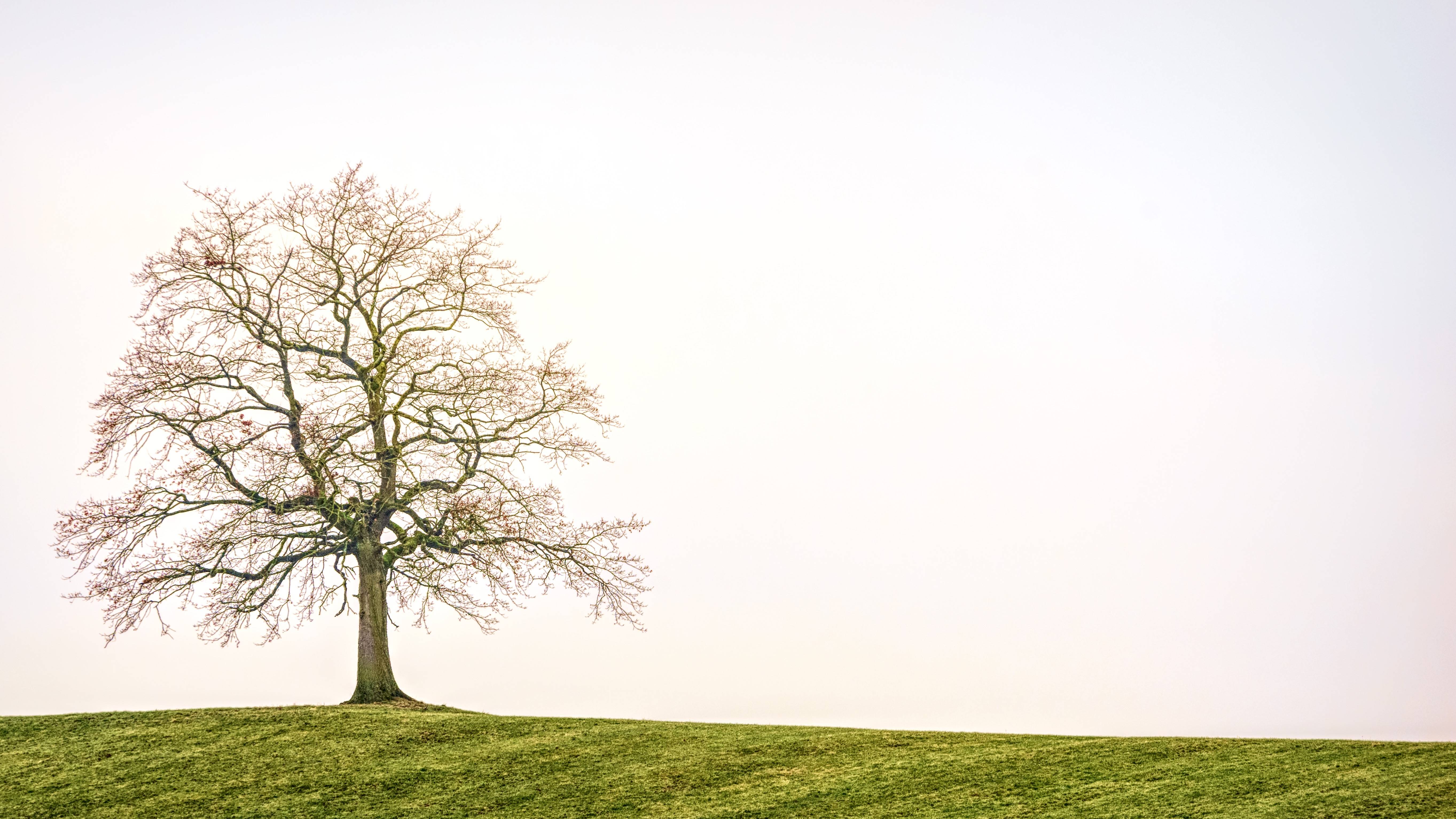 A solitary tree on a grassy hill under a pale sky HD Wallpaper