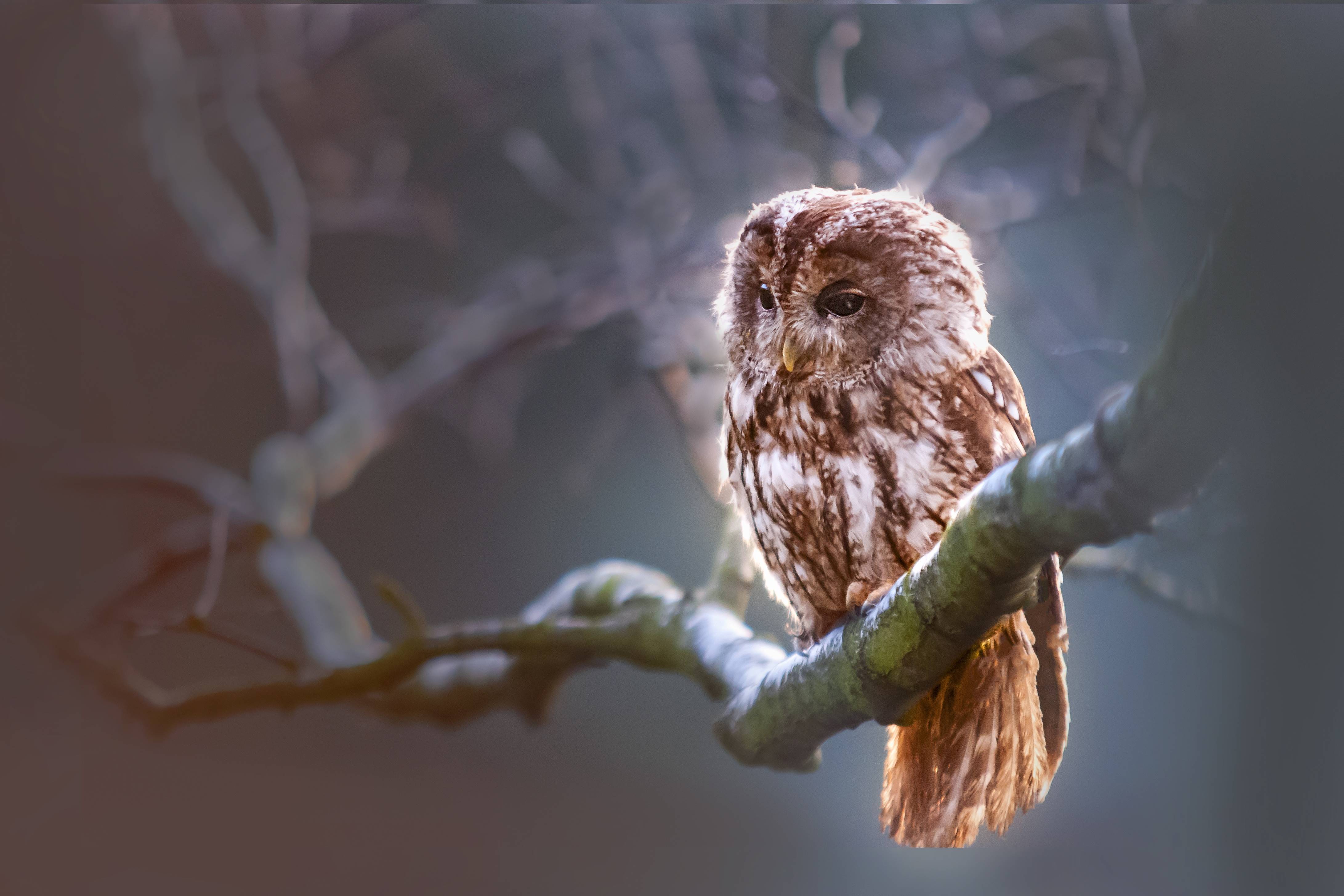 Tawny owl perched on a branch in soft light HD Wallpaper