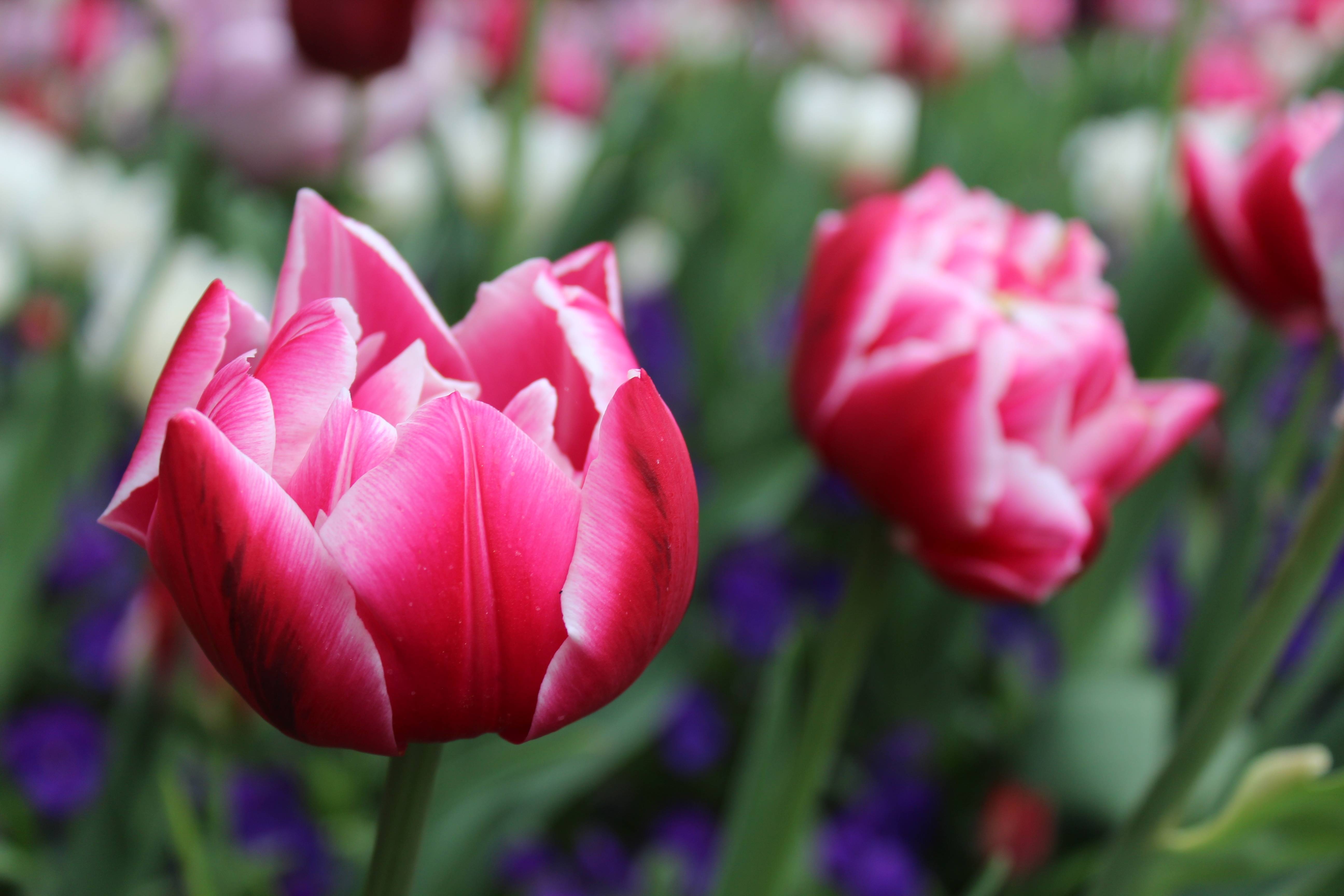Close-up of pink and white tulips in a garden HD Wallpaper