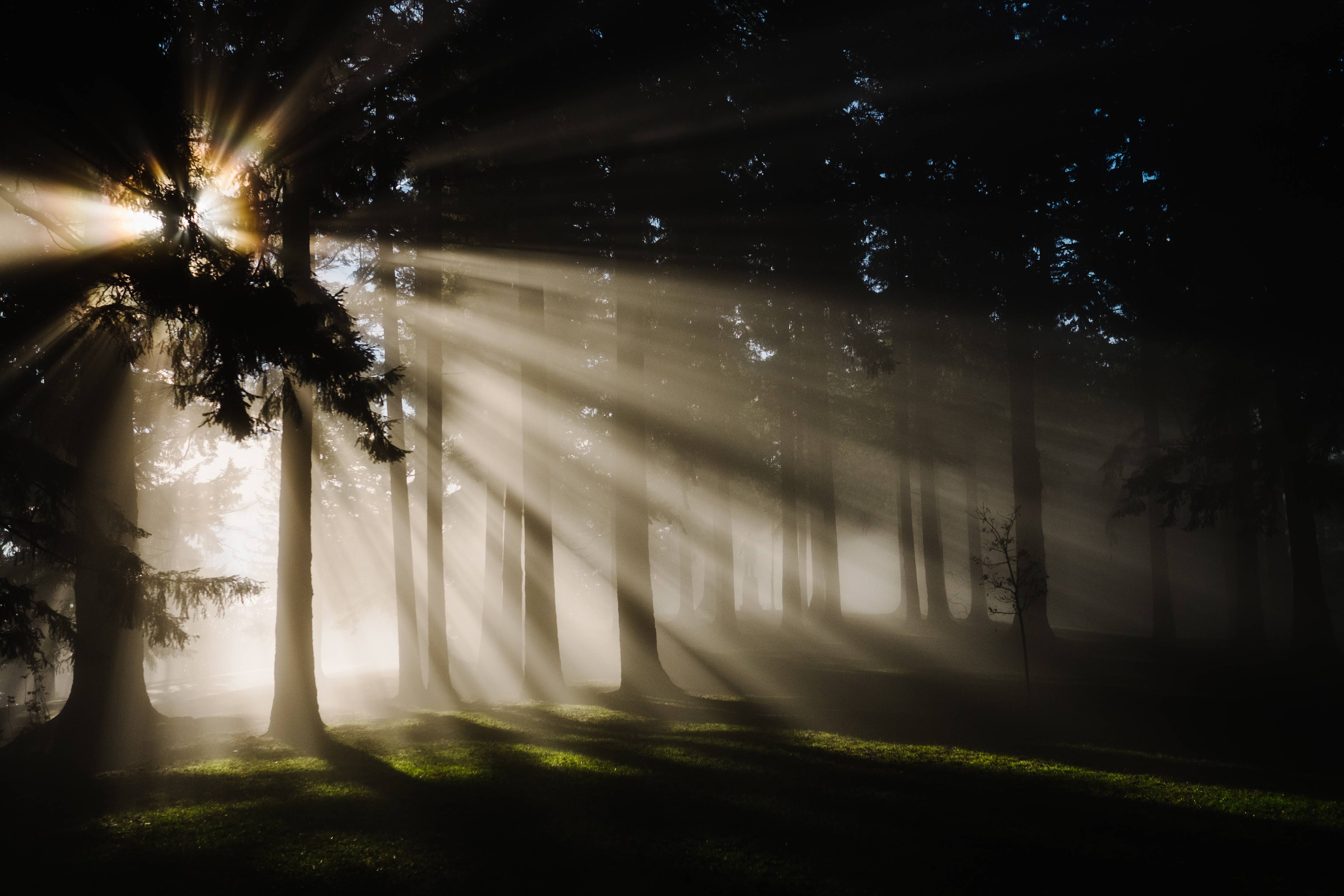 Sunbeams filtering through trees in a foggy forest HD Wallpaper