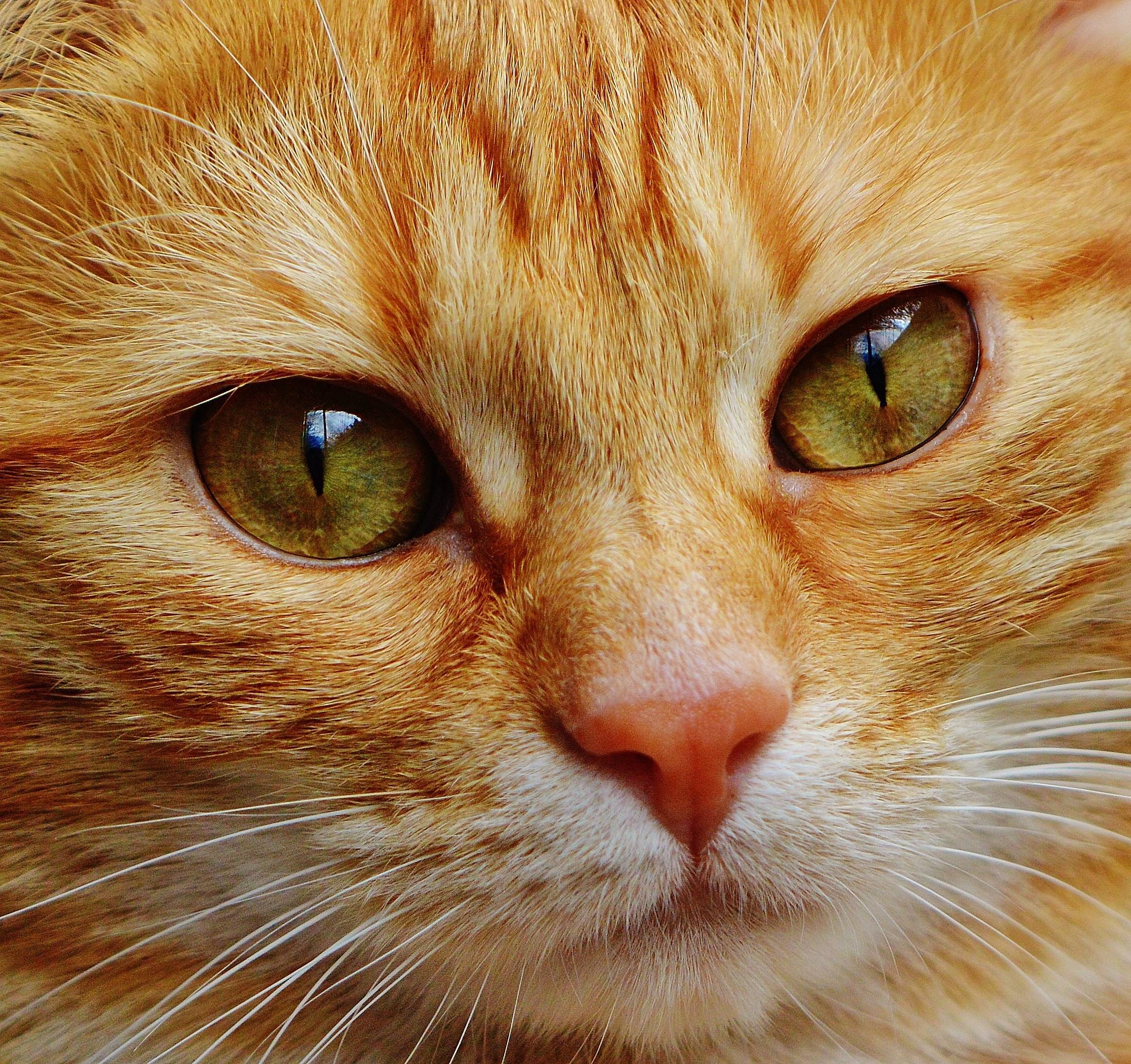 Close-up portrait of an orange tabby cat's face HD Wallpaper