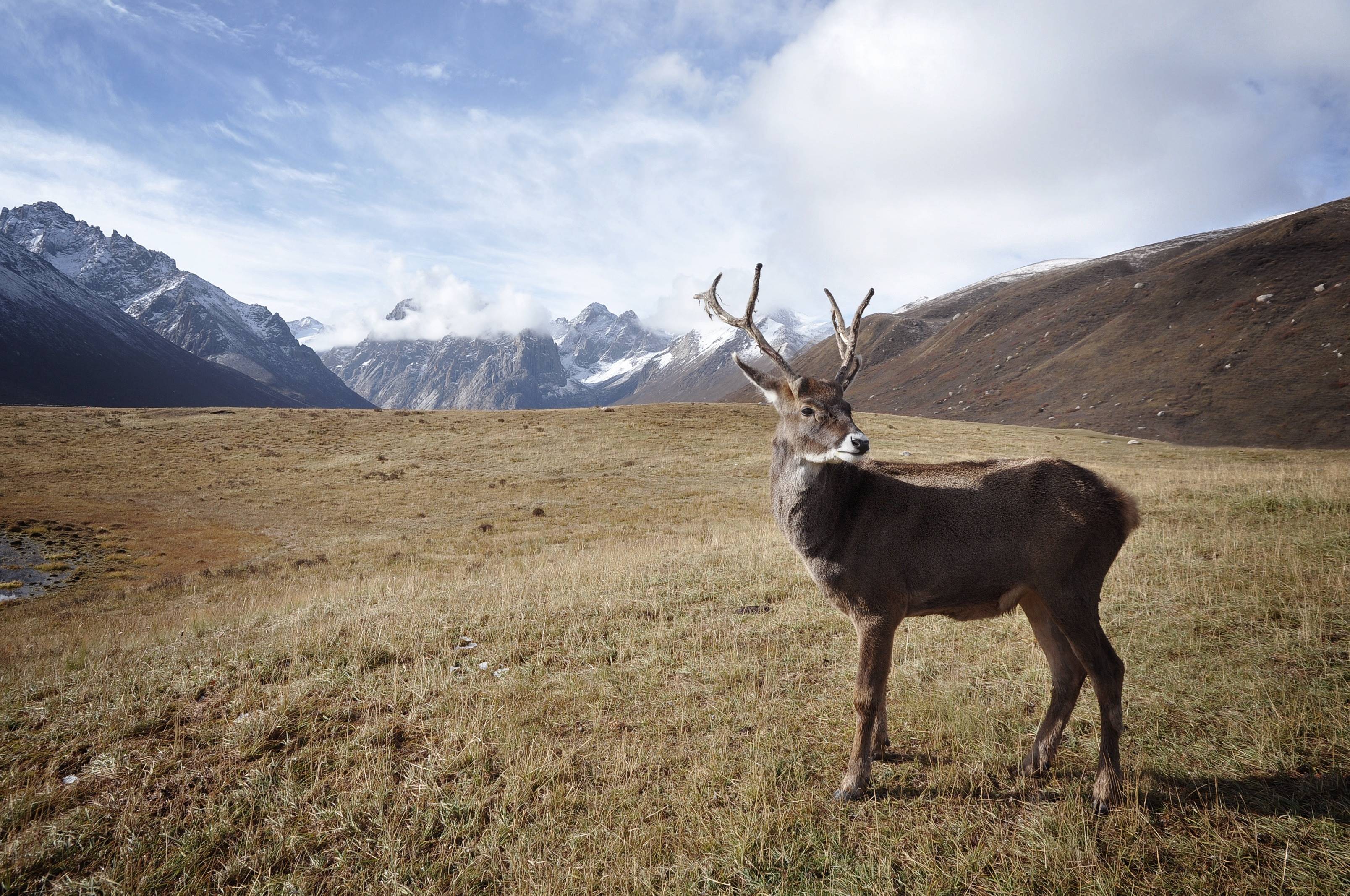 Deer with antlers in a mountain meadow HD Wallpaper