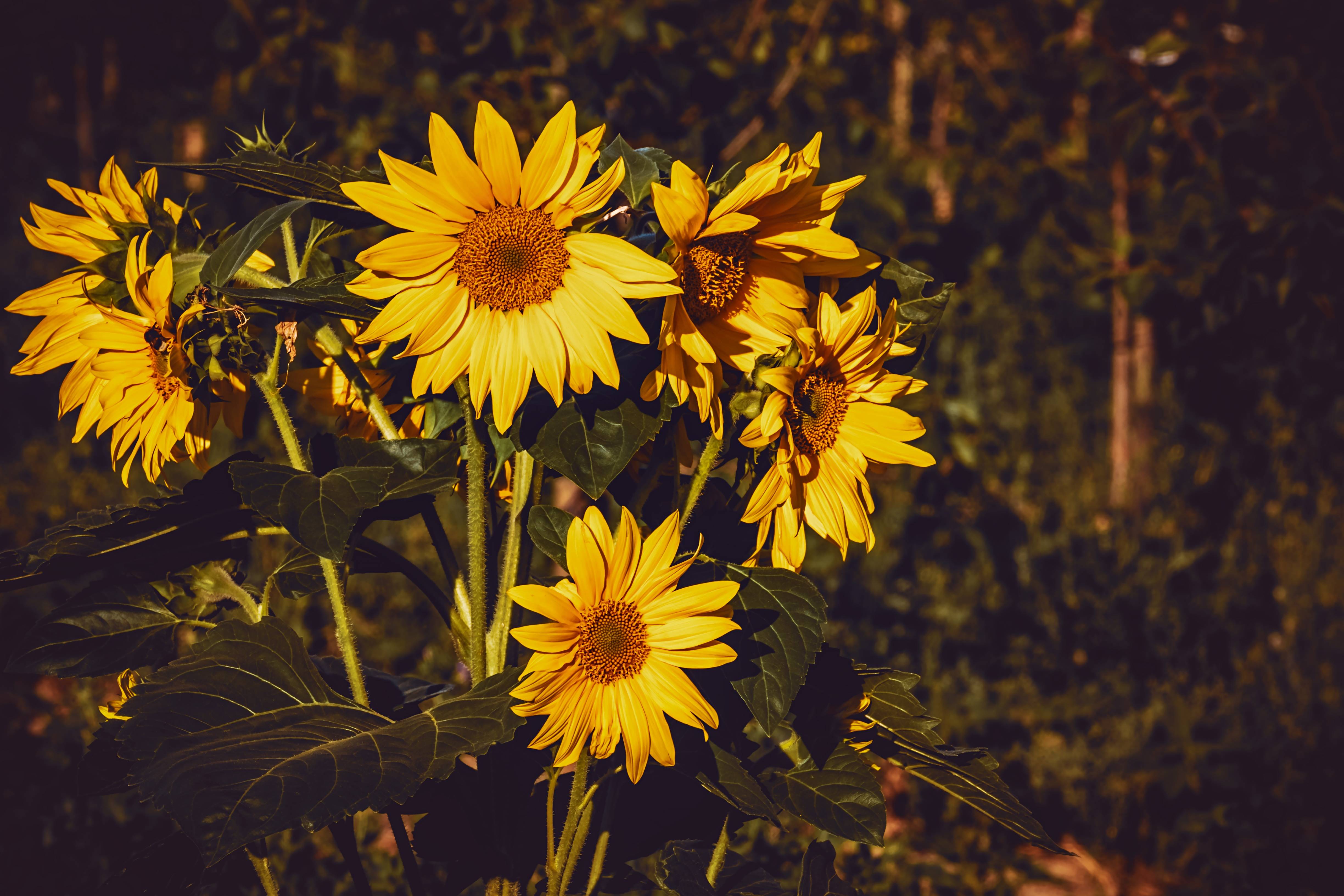 A cluster of bright yellow sunflowers in a garden HD Wallpaper